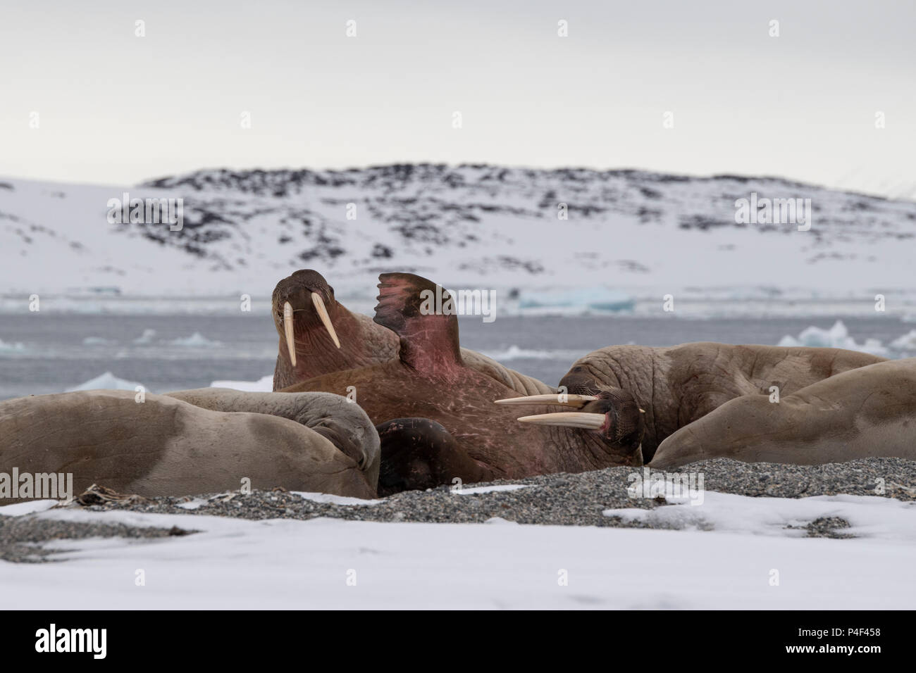 Norvegia Isole Svalbard, Nordaustlandet, Austfonna. Tricheco (Odobenus rosmarus) tirata fuori sulla spiaggia rocciosa. Foto Stock