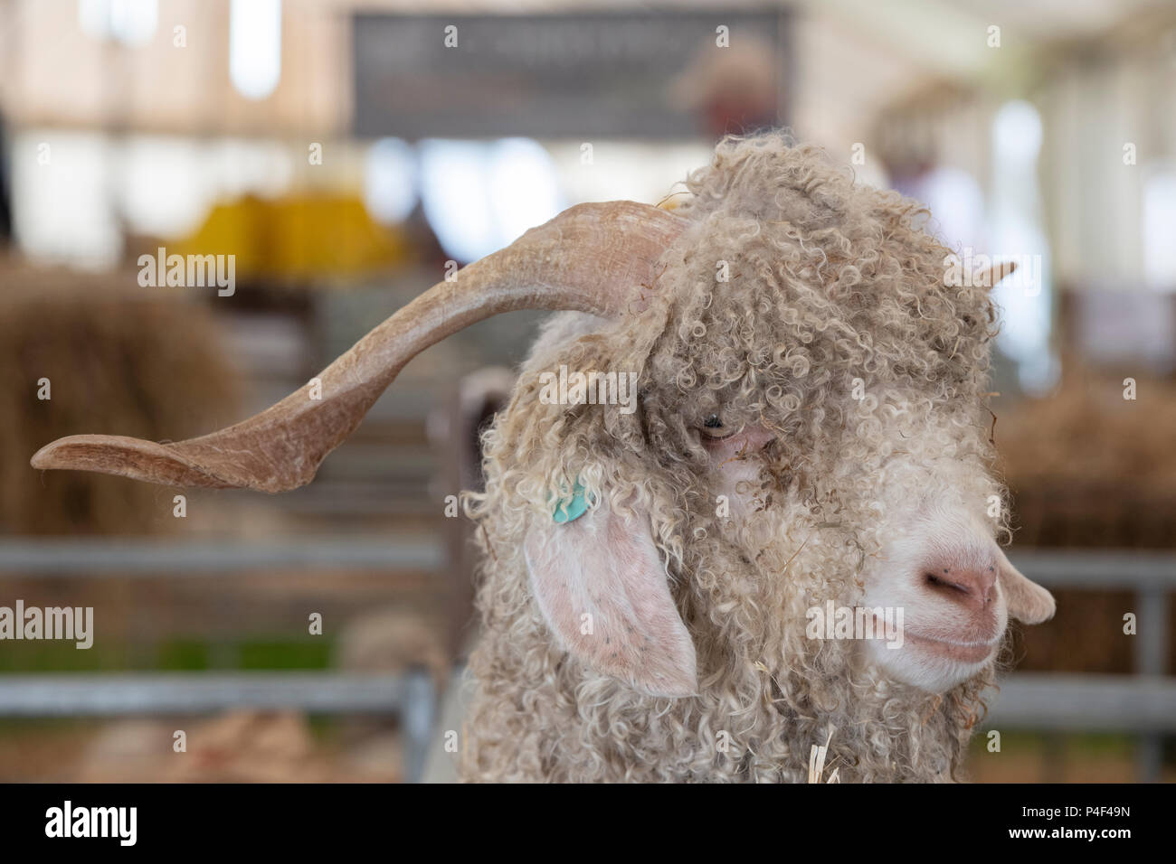 Capra aegagrus hircus. Angora caprone a uno spettacolo agricolo. Regno Unito Foto Stock