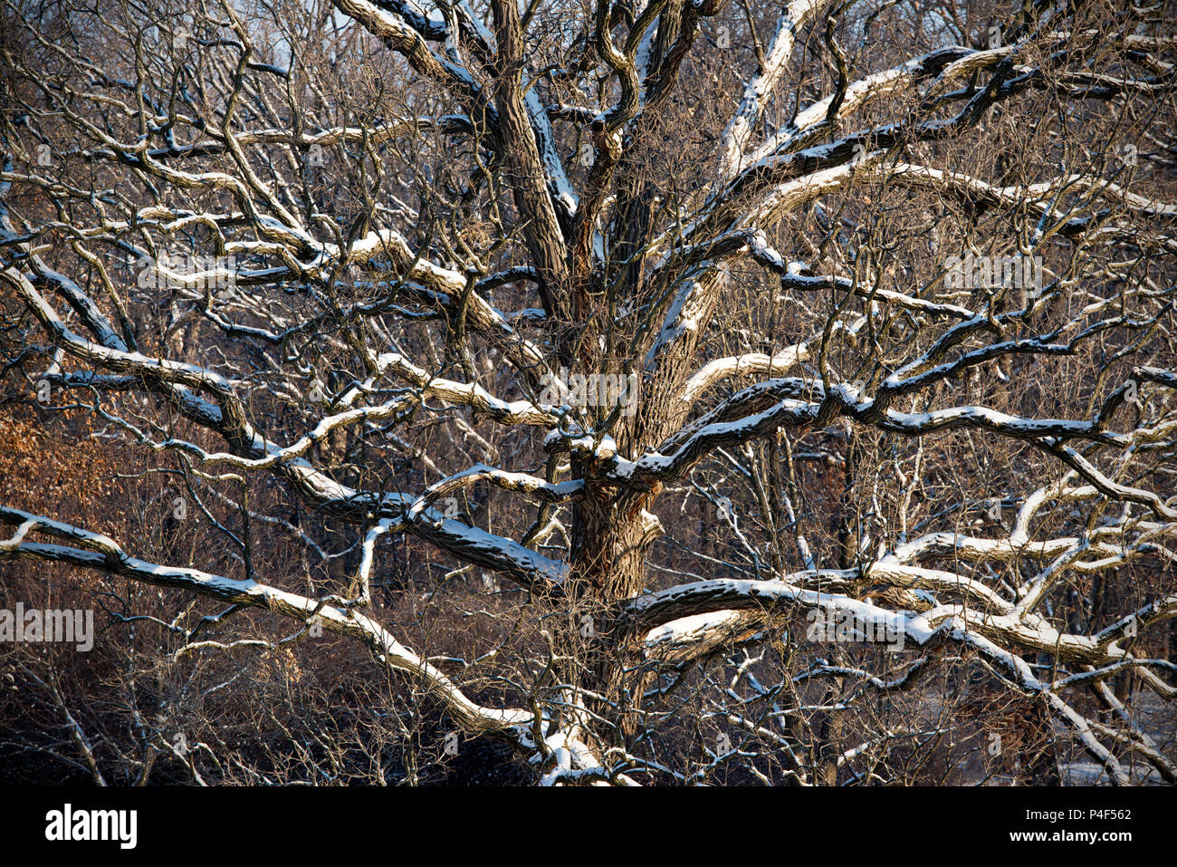 La mattina presto la luce fa risaltare i contorni di ogni coperto di neve e il ramo di questa massiccia vecchia quercia. Foto Stock