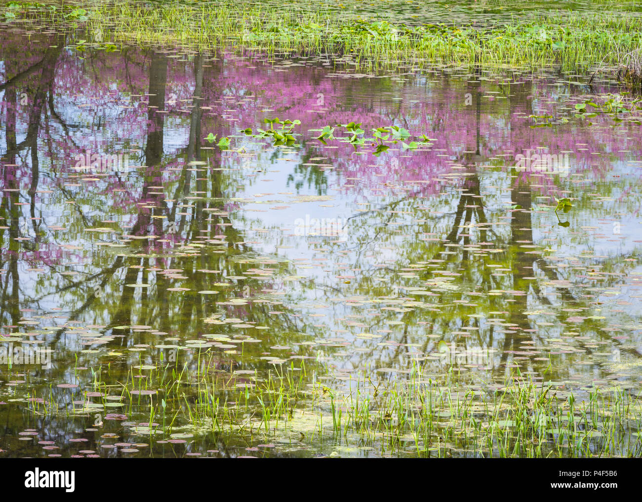 I colori pastello della nuova stagione primaverile sono riflesse nella placida superficie del Lago Prato. Lisle, Illinois, Stati Uniti d'America. Foto Stock