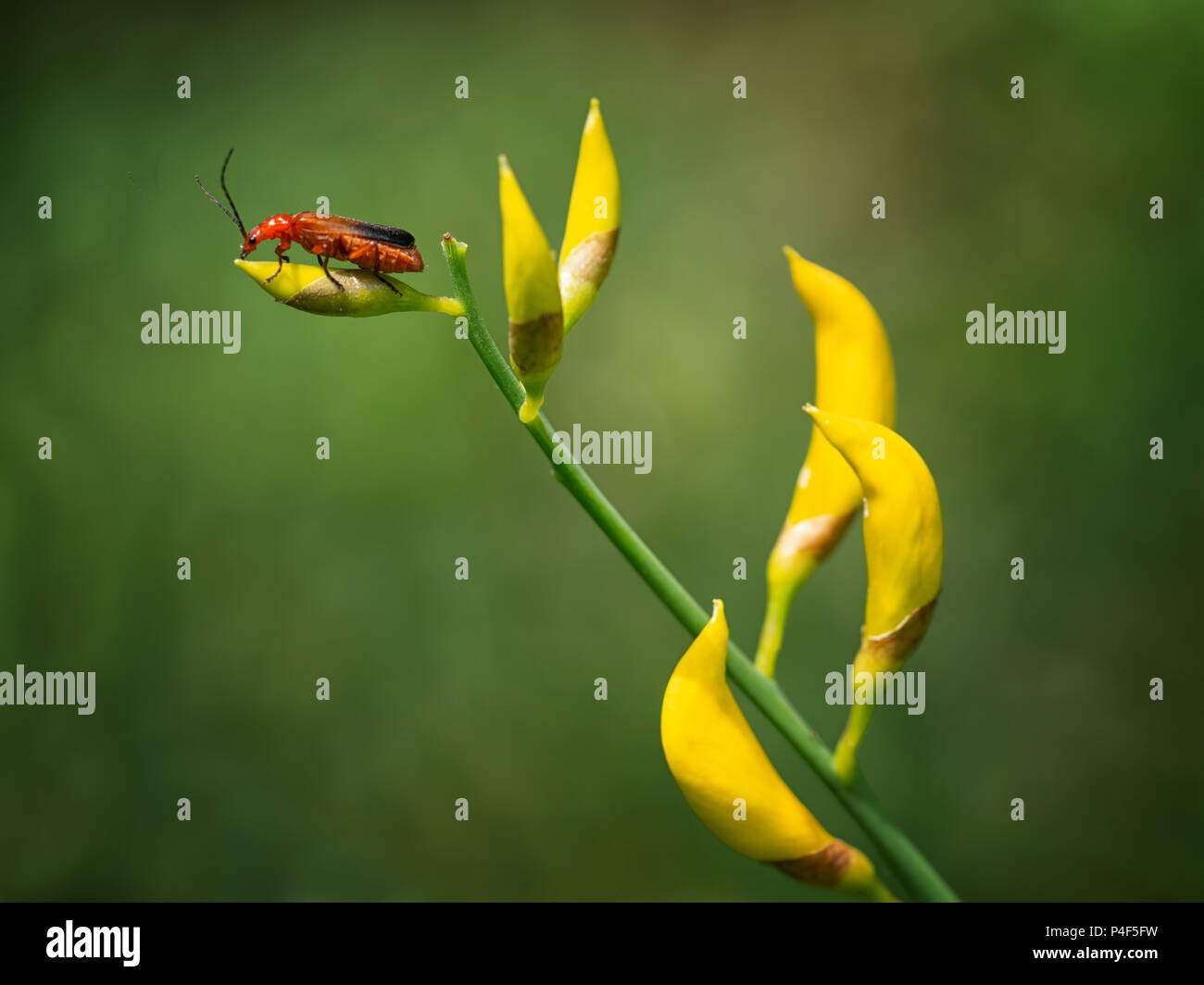 Soldato rosso beetle su ginestra. Aka Bloodsucker beetle, Hogweed Bonking Beetle. Cantharidae. Foto Stock