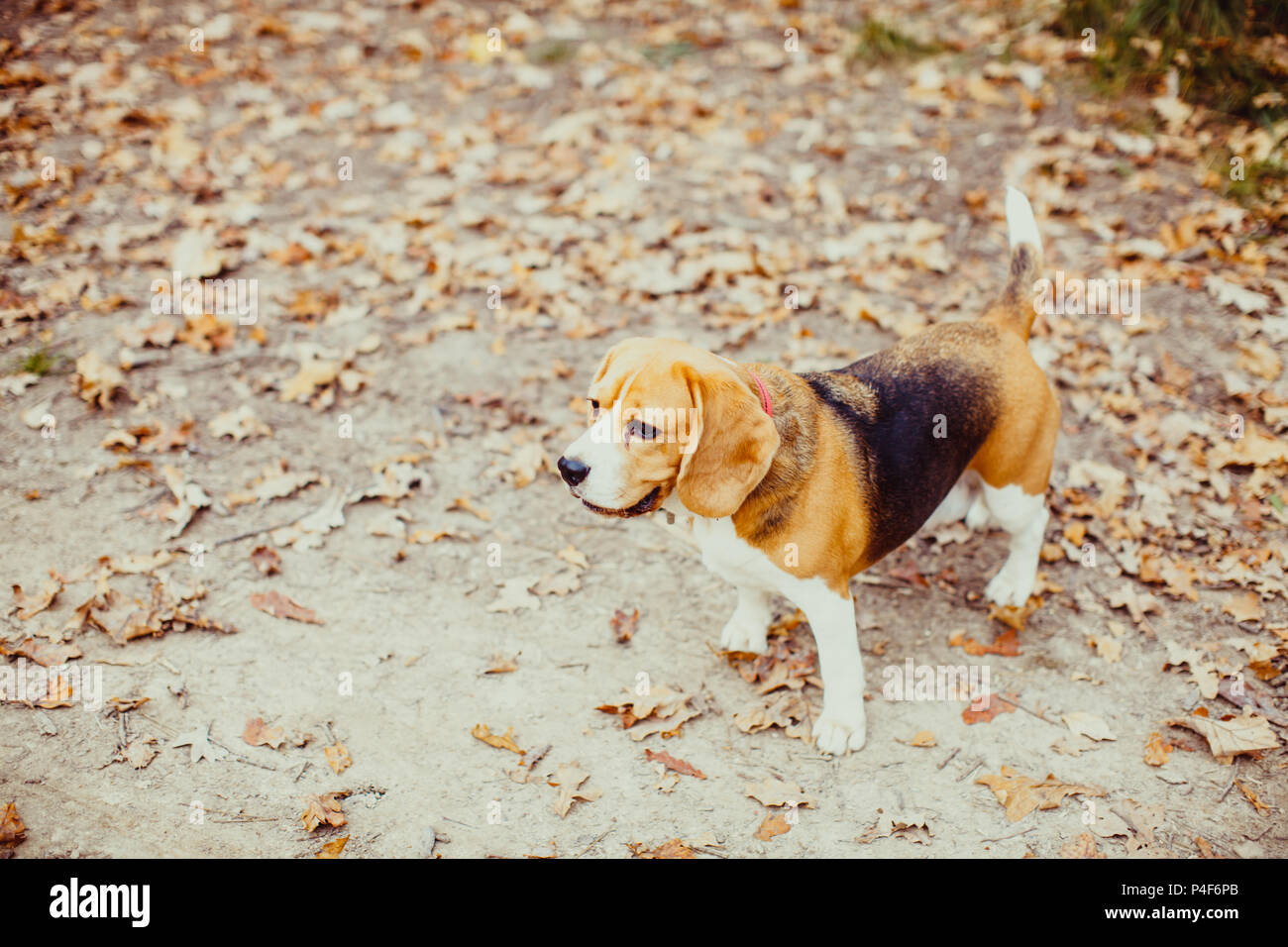 Cane Beagle a piedi Foto Stock