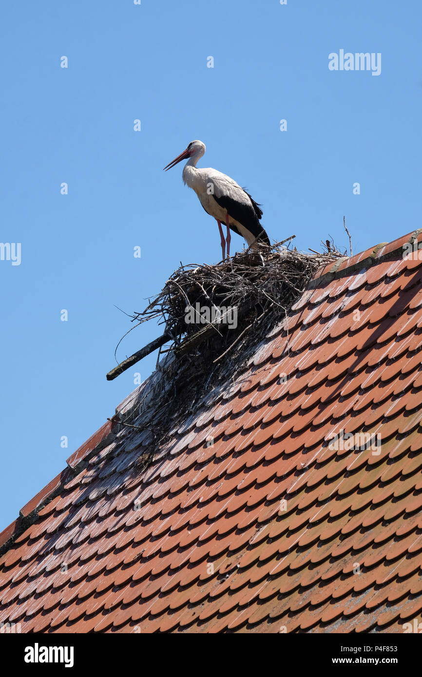 Cicogna bianca e nido sulla sommità del ristrutturato case di legno nella Comunità stork village Cigoc, Croazia Foto Stock
