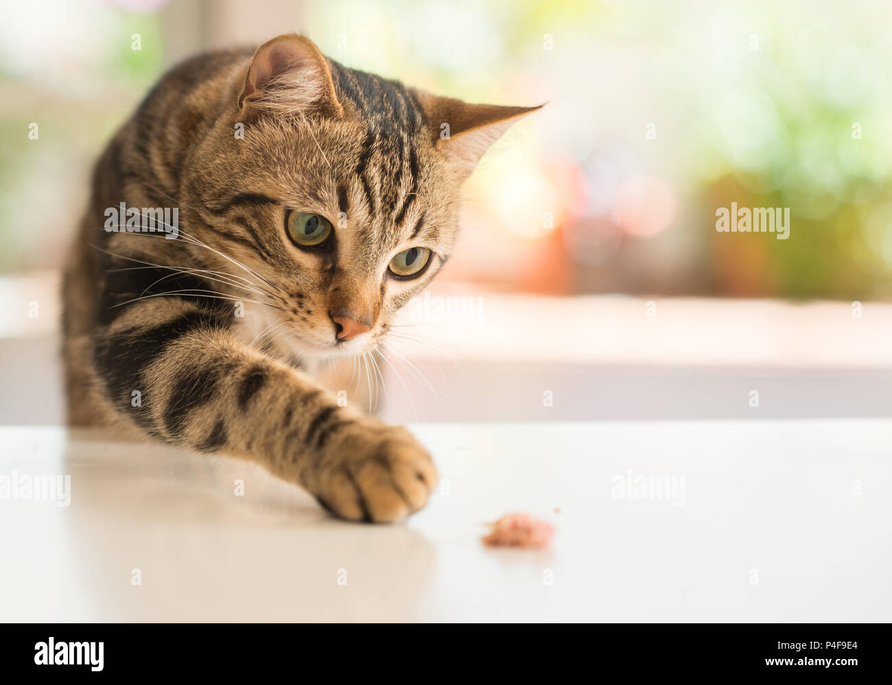 Bellissimi i gatti Gatto a casa. Animale domestico. Foto Stock