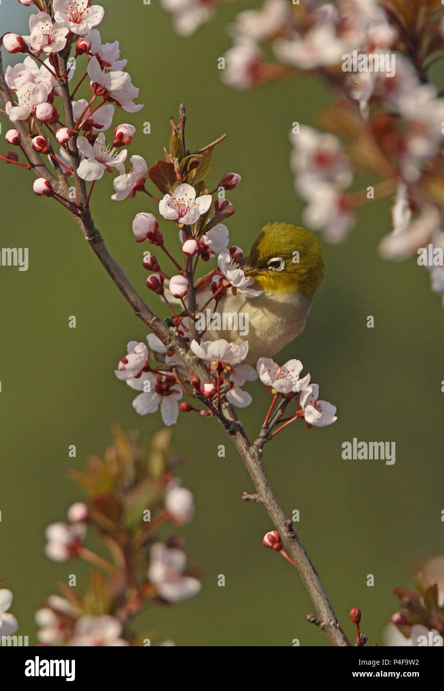 Castagne e fiancheggiata bianco-eye (Zosterops erythropleurus) Alimentazione adulto a Beidaihe blossom, Hebei, la Cina può Foto Stock