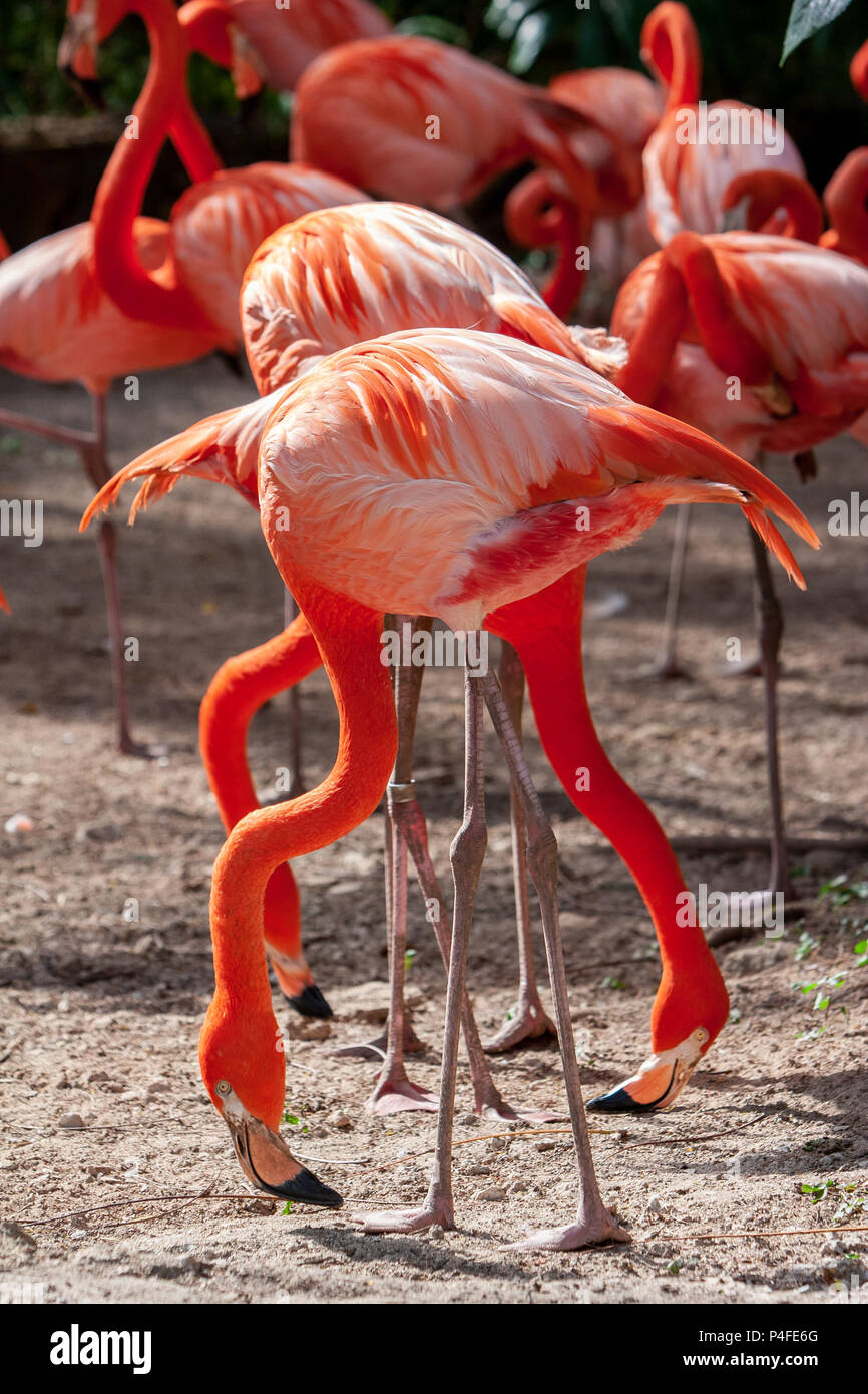 Ritratto di una coppia di flamingo uccelli nel loro ambiente naturale. Foto Stock