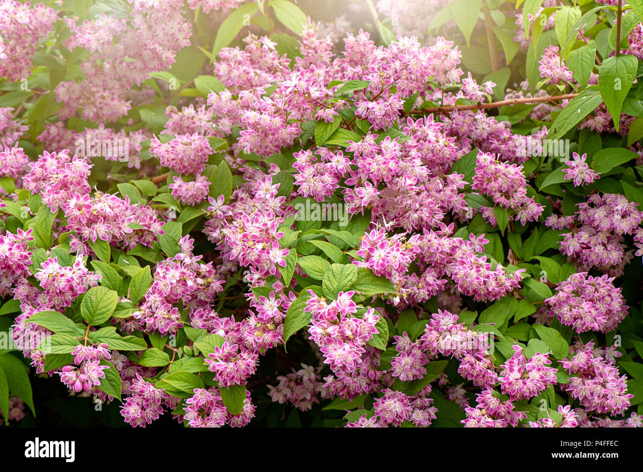 Cespuglio fiorito a grappolo rosa immagini e fotografie stock ad alta  risoluzione - Alamy