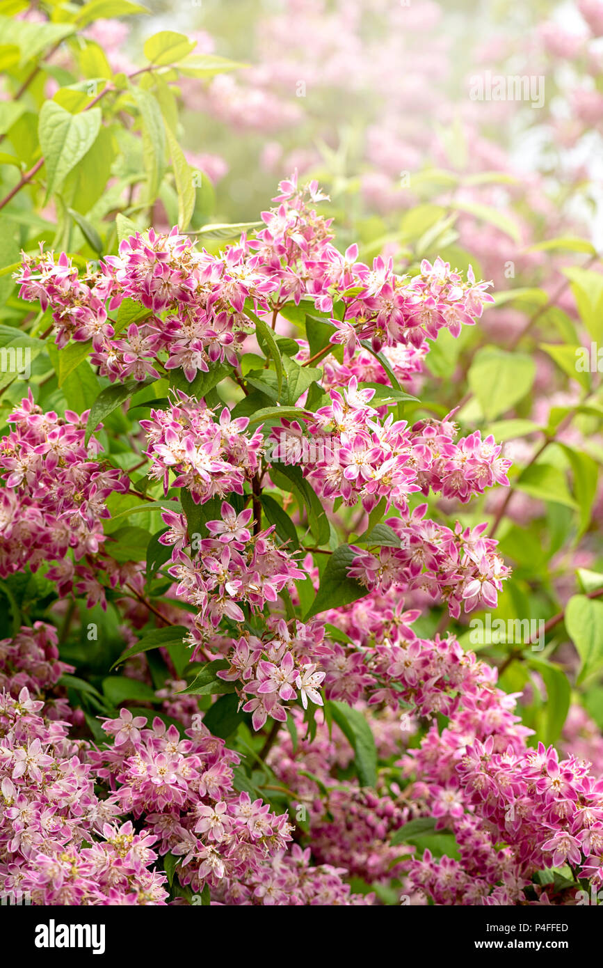 La bellissima, estate fiore rosa ad arbusto Deutzia 'Magicien' in piena fioritura Foto Stock