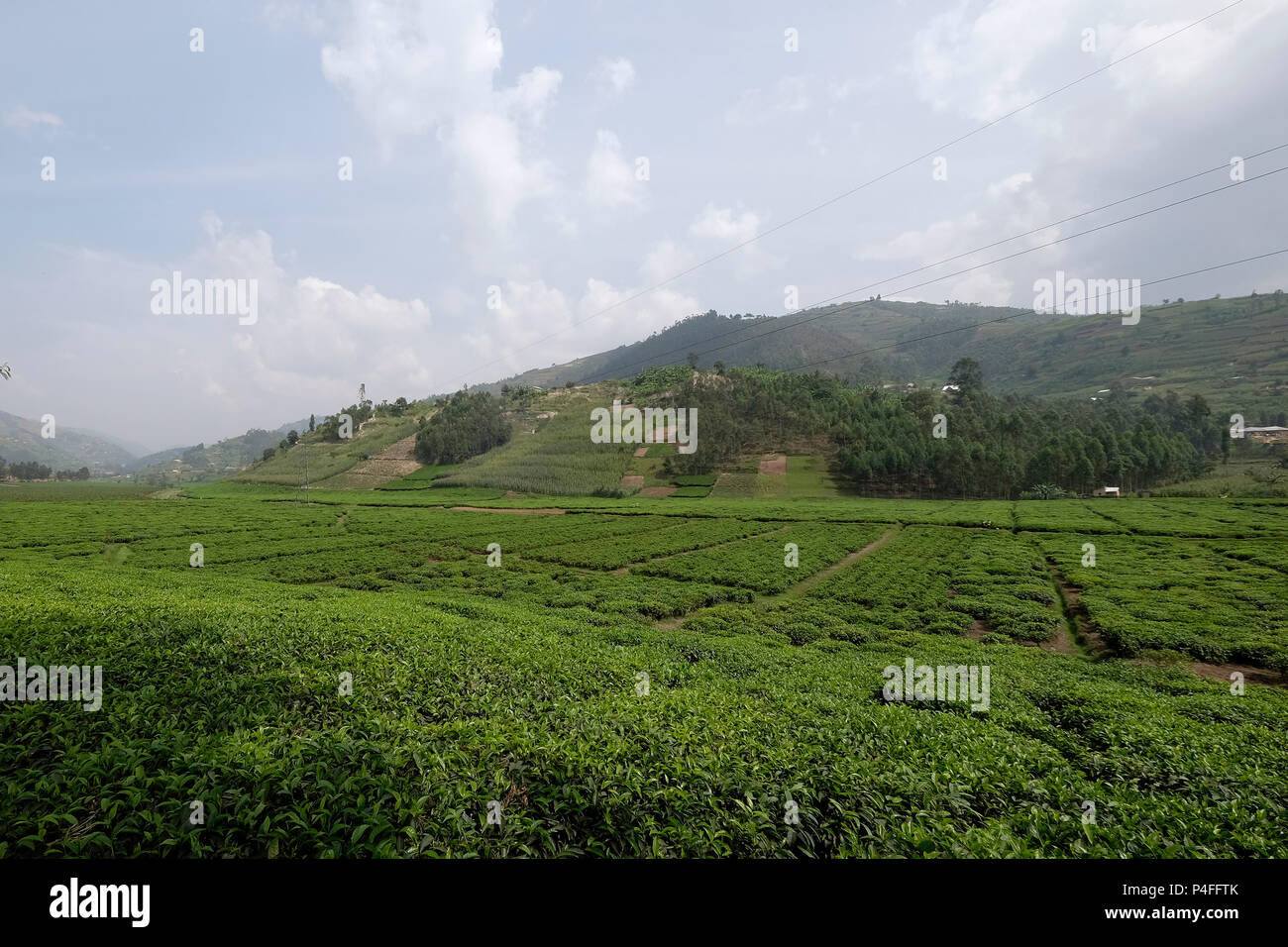Il Ruanda, circostante di Ruhengeri, la coltivazione del tè Foto Stock