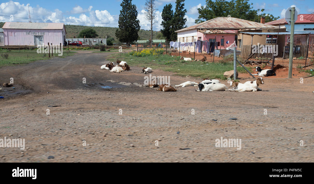 Tipica scena rurale di campagna nel Capo del Nord, Sudafrica con capre su una strada sterrata e una vecchia casa con lavaggio sulla linea Foto Stock