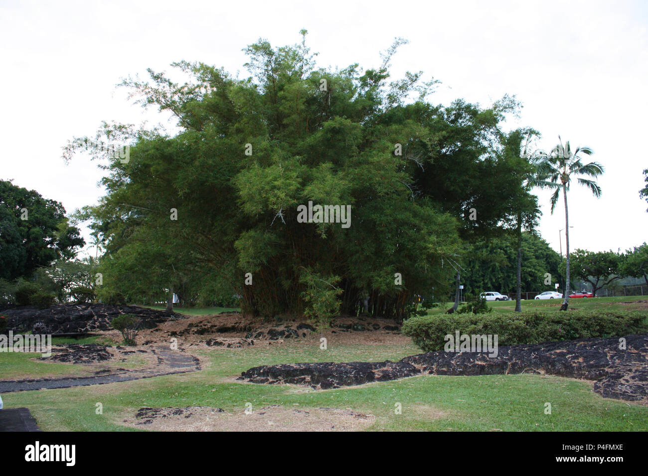 Un grande boschetto di alberi di bambù Liliuokalani al parco e giardini in Hilo, Hawaii, STATI UNITI D'AMERICA Foto Stock