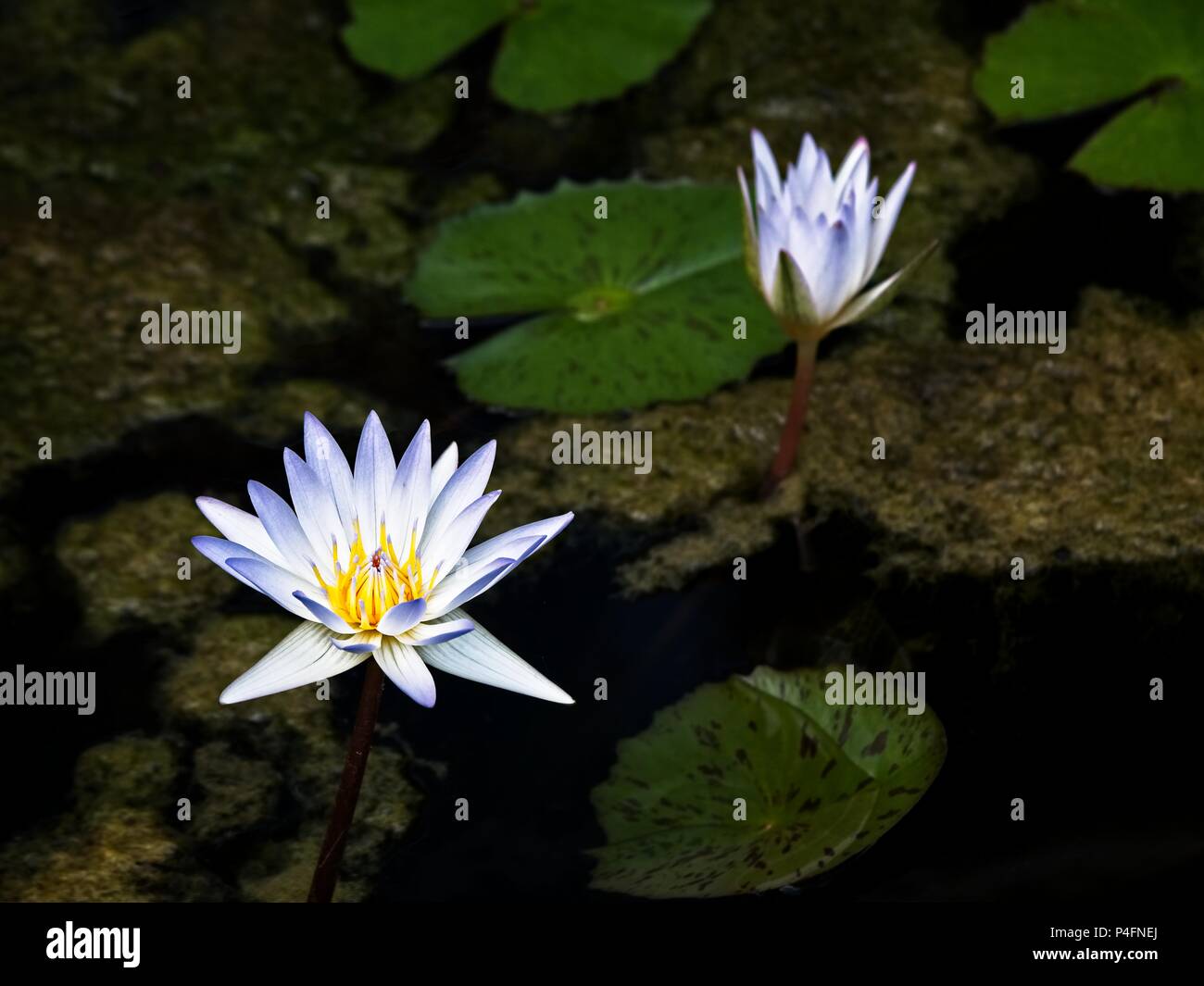 Il Woodlands TX USA - giugno 5, 2018 - Acqua Giglio 4 Foto Stock