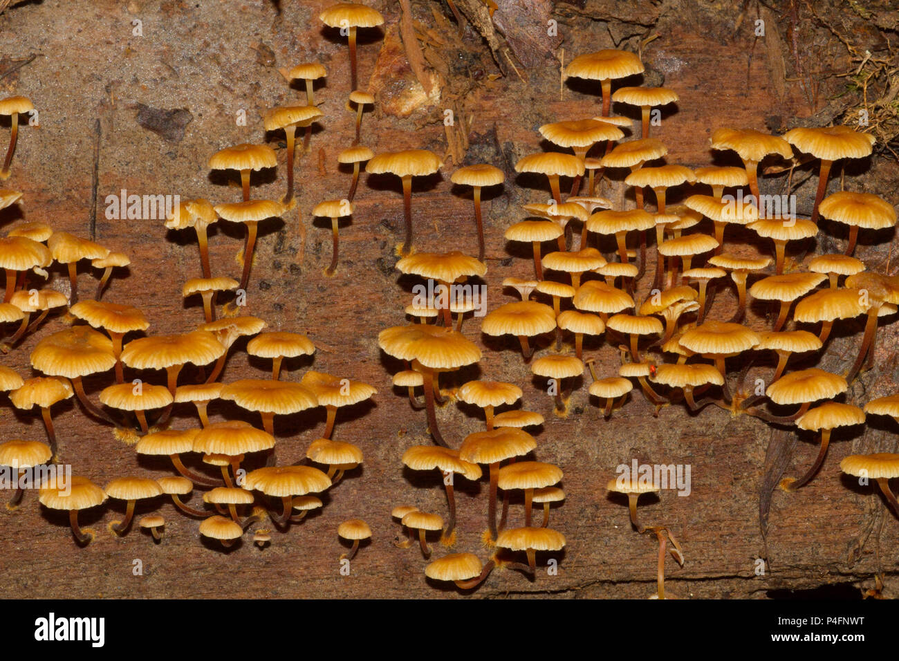 Funghi su morto un albero caduto. Foto Stock