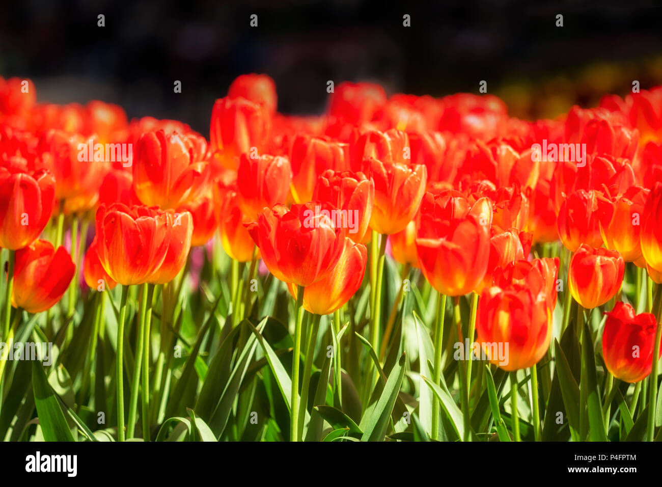 SFONDO - Mostra di tulipani rossi in un giardino Foto Stock