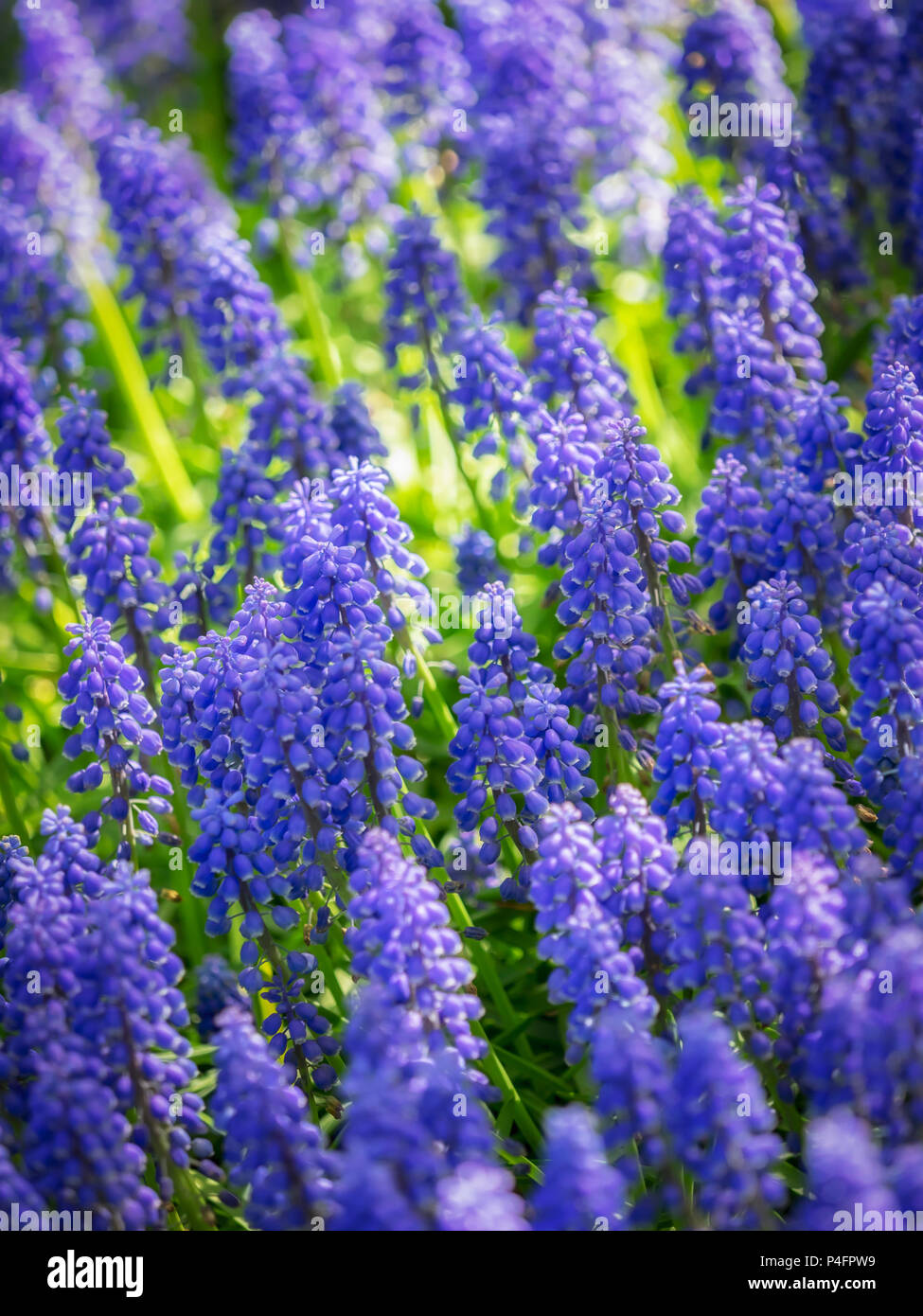 Primo piano di uva Armena Hyacinth (Muscari armeniacum) in un giardino in primavera Foto Stock