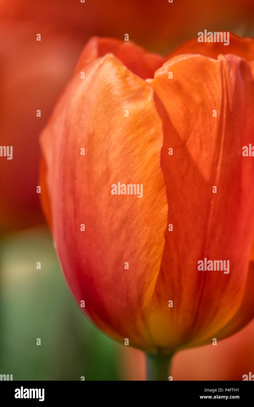 TEXTURE - Closeup di tulipano arancione come texture Foto Stock
