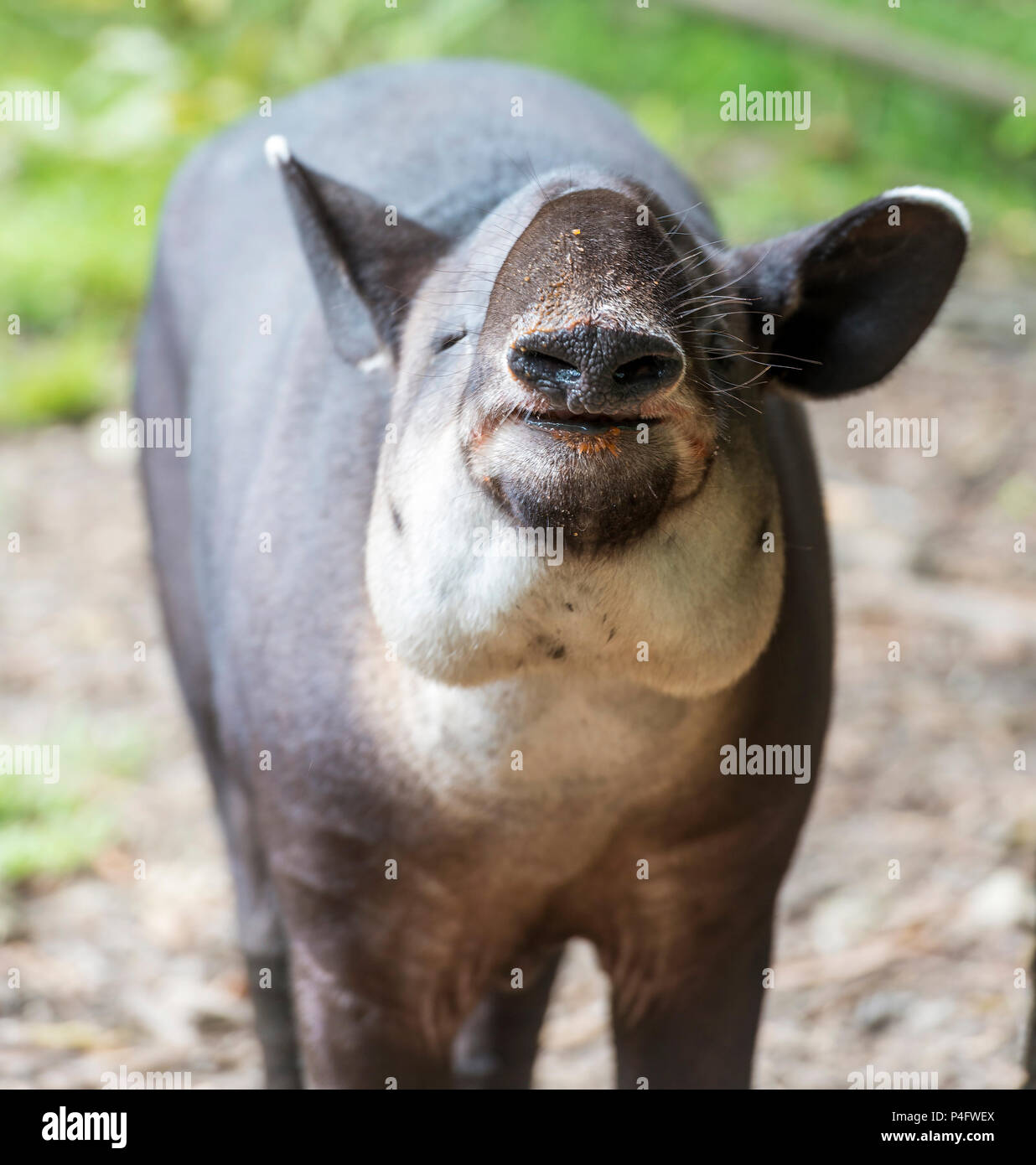 Il tapiro, un grande mammifero erbivoro, felicemente a mangiare cibo Foto Stock