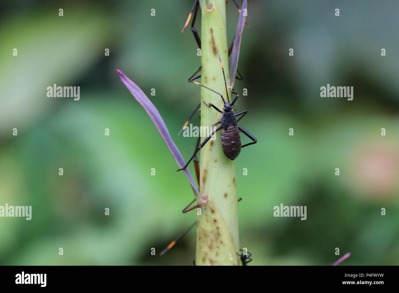 Inserie sul beanch Foto Stock