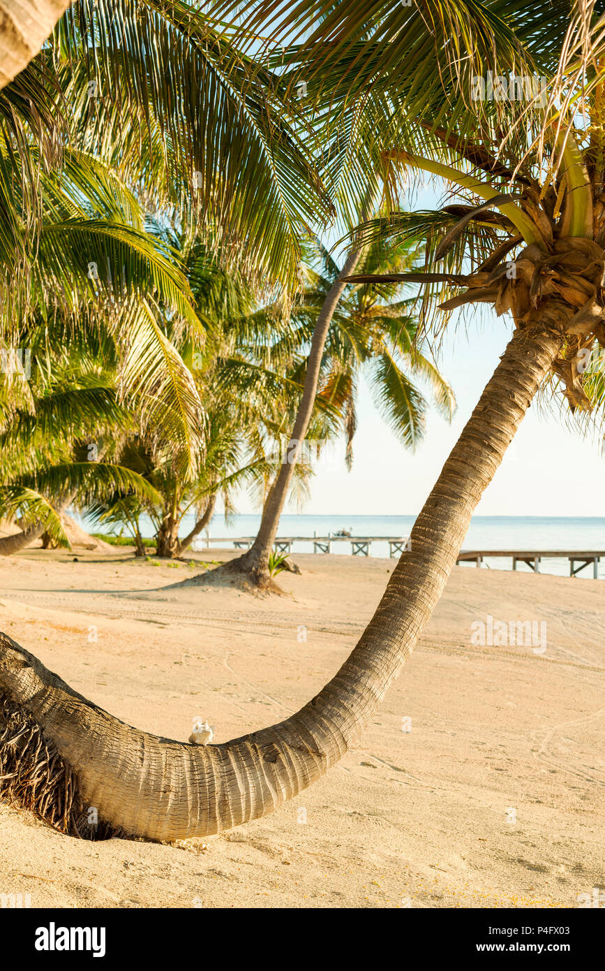 Isola tropicale palmtree spiaggia in sabbia con conchiglia Foto Stock