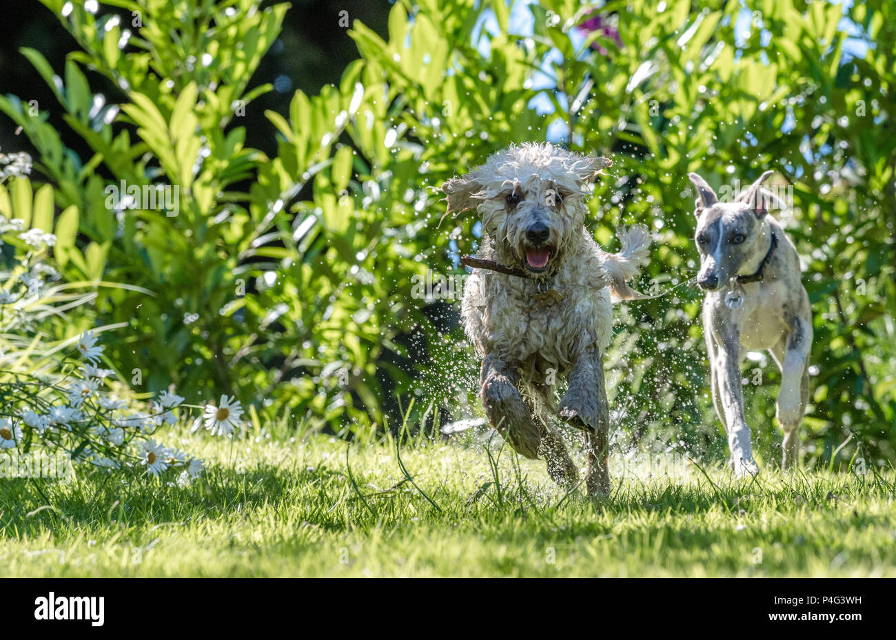 Mansfield Woodhouse, UK. Il 22 giugno 2018. Ha la temperpure sorge un cane Cockapoo gode di un tuffo in un laghetto in giardino a raffreddare durante questa calda estate meteo Alan Beastall/Alamy Live News. Foto Stock