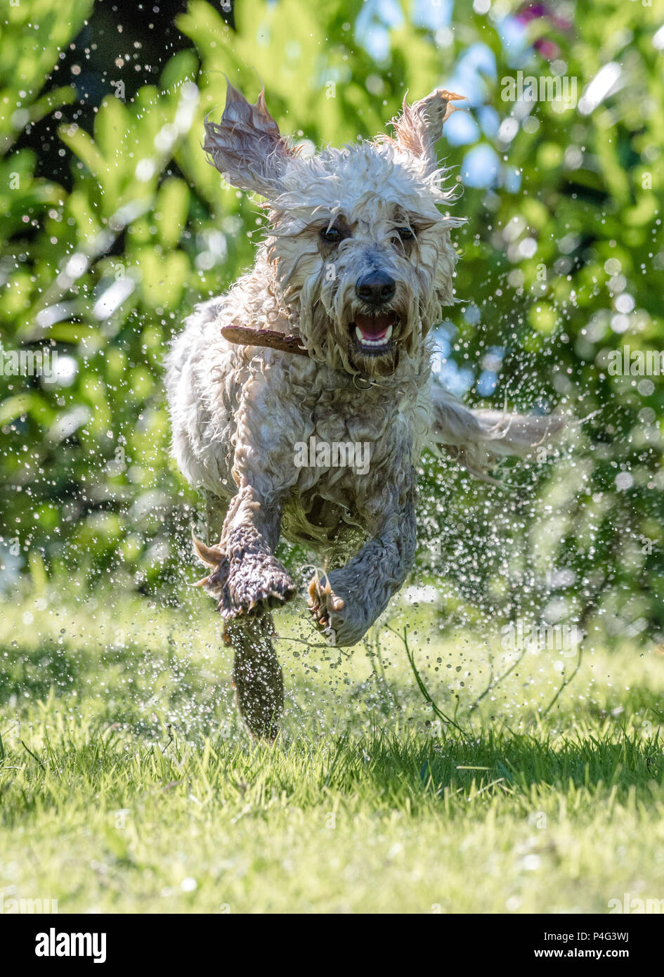 Mansfield Woodhouse, UK. Il 22 giugno 2018. Ha la temperpure sorge un cane Cockapoo gode di un tuffo in un laghetto in giardino a raffreddare durante questa calda estate meteo Alan Beastall/Alamy Live News. Foto Stock