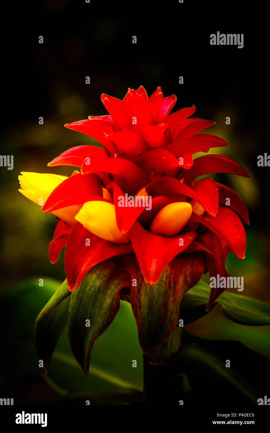 Tropical Red Ginger in fiore Foto Stock