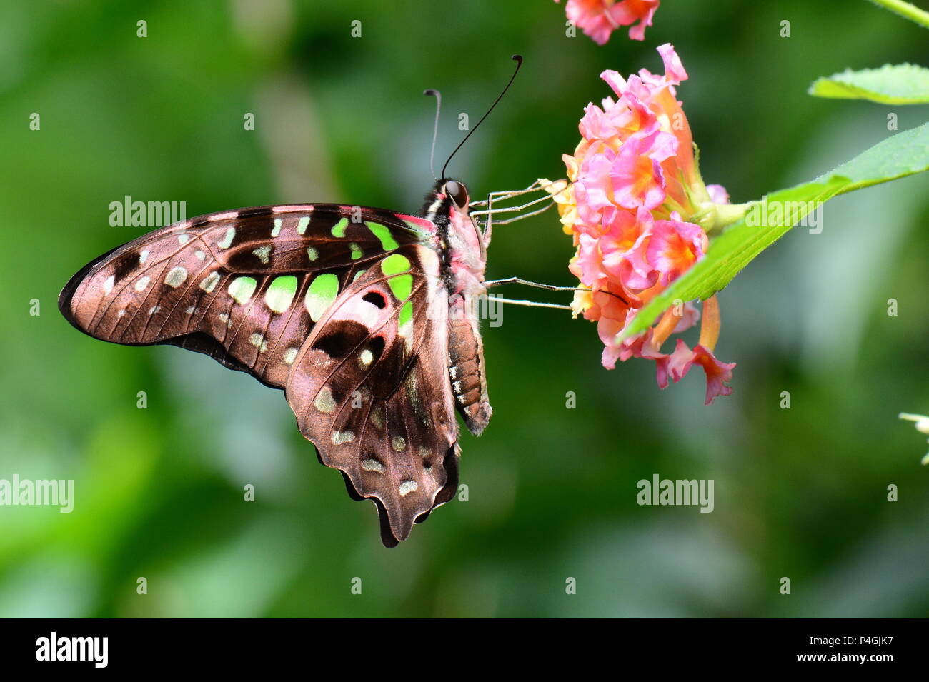 Una coda di Jay butterfly terre nei giardini per una visita. Foto Stock