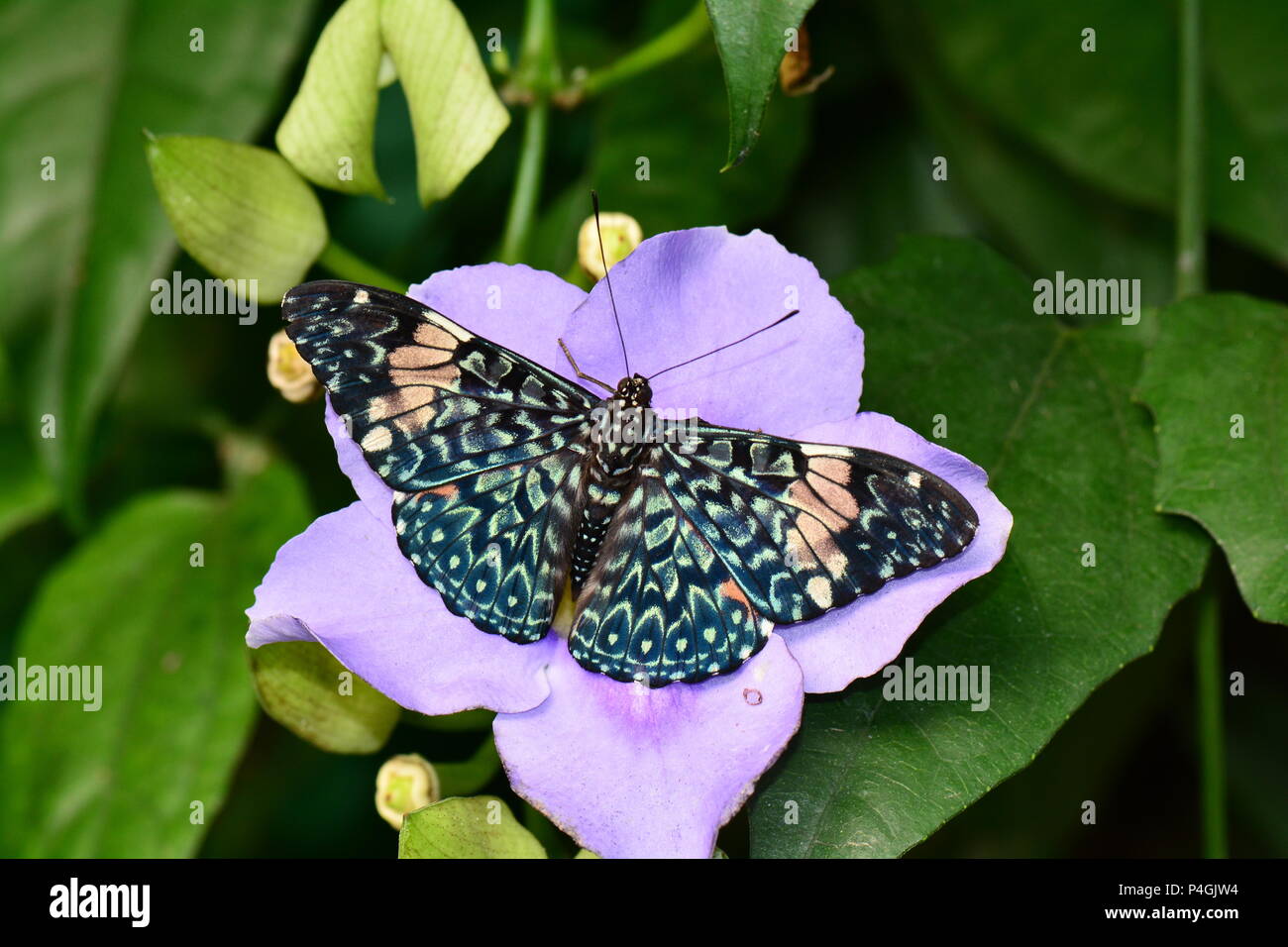 Una farfalla di cracker rosso atterra su una vite di orologio cielo nei giardini. Foto Stock