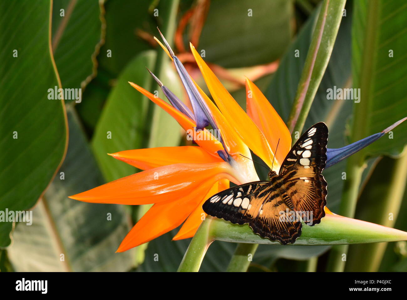 Un marrone clipper butterfly terre nel giardino delle farfalle. Foto Stock