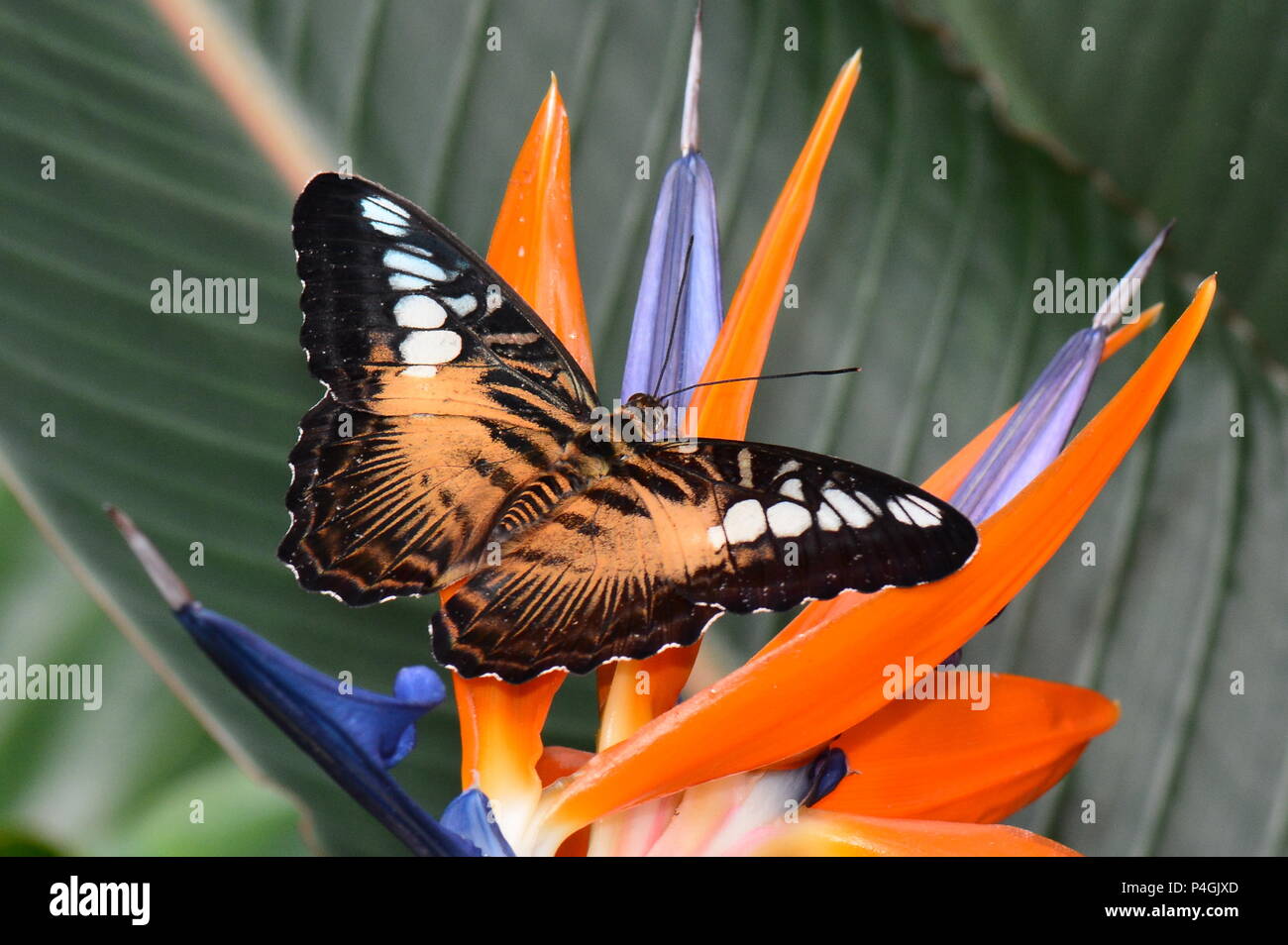 Un marrone clipper butterfly terre nel giardino delle farfalle. Foto Stock