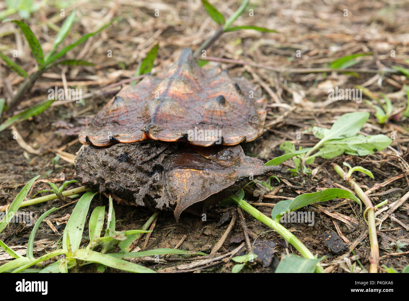 Captive acqua fresca turtle noto come un matamata, Chelus fimbriata, San Francisco Village, Loreto, Perù Foto Stock