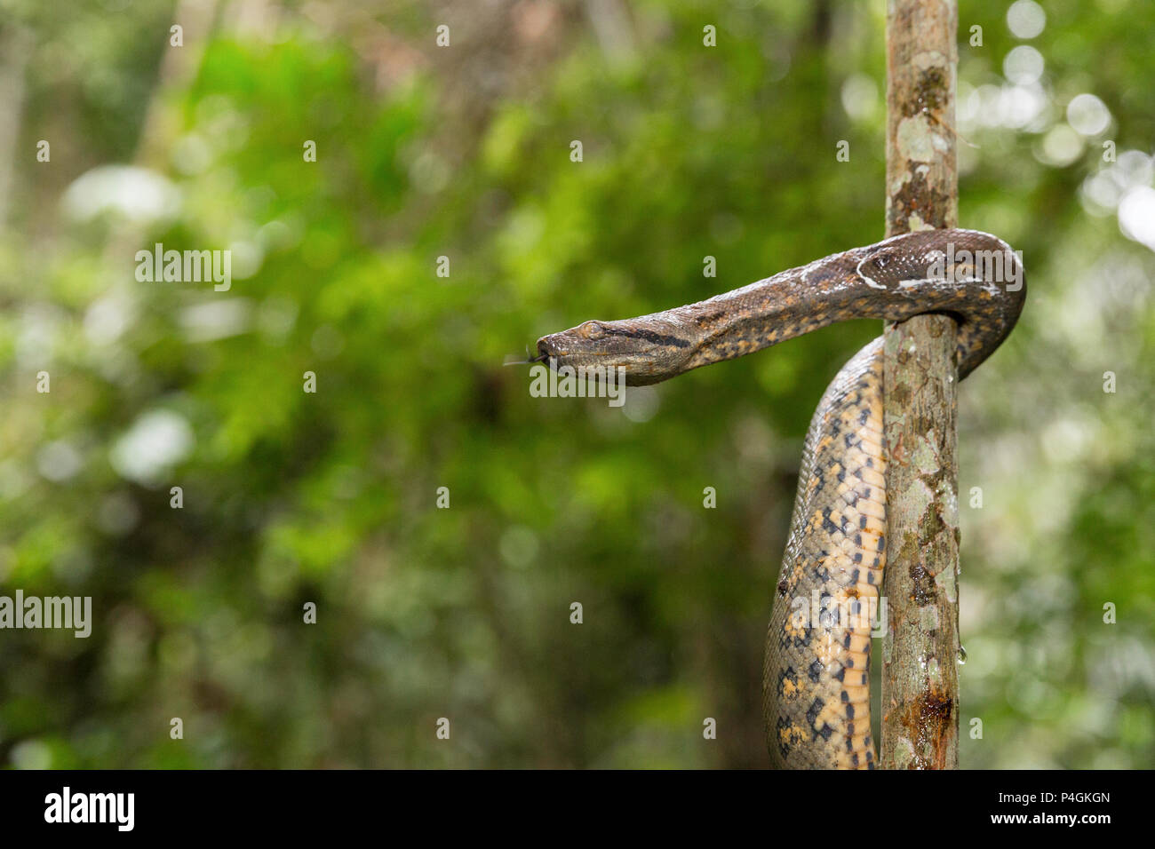 Un verde selvatico anaconda, Eunectes murinus, Amazon National Park, Loreto, Perù Foto Stock