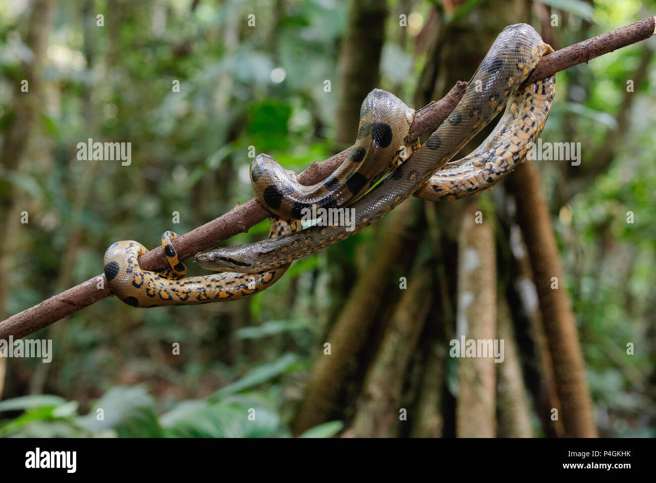 Un verde selvatico anaconda, Eunectes murinus, Amazon National Park, Loreto, Perù Foto Stock