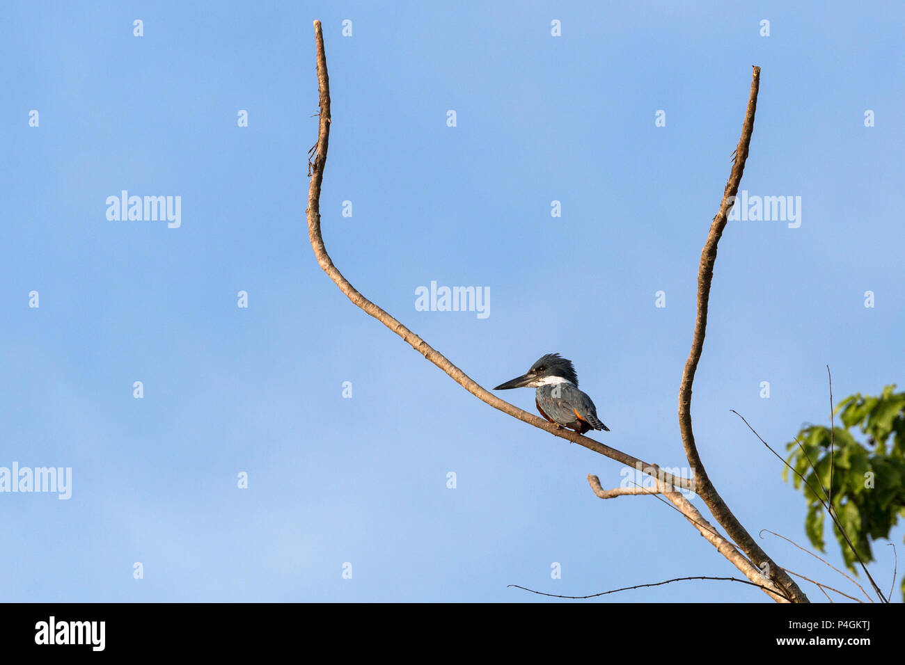 Adulto inanellato kingfisher, Megaceryle torquata, Yanallpa Cano, Superiore Amazzonia, Loreto, Perù Foto Stock