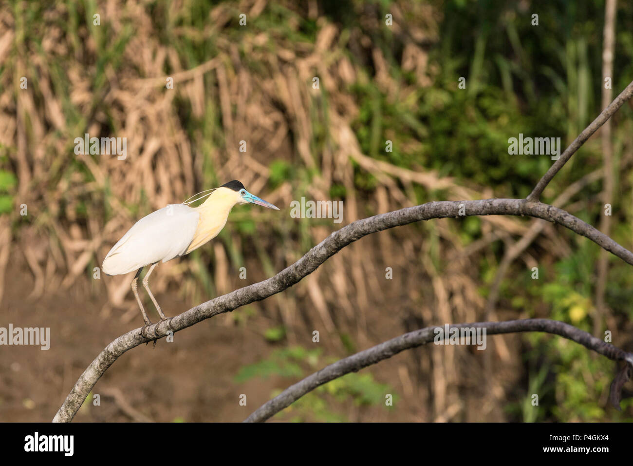 Adulto tappate heron, Pilherodius pileatus, Rio Yanayacu, Pacaya-Samiria riserva nazionale, Loreto, Perù Foto Stock