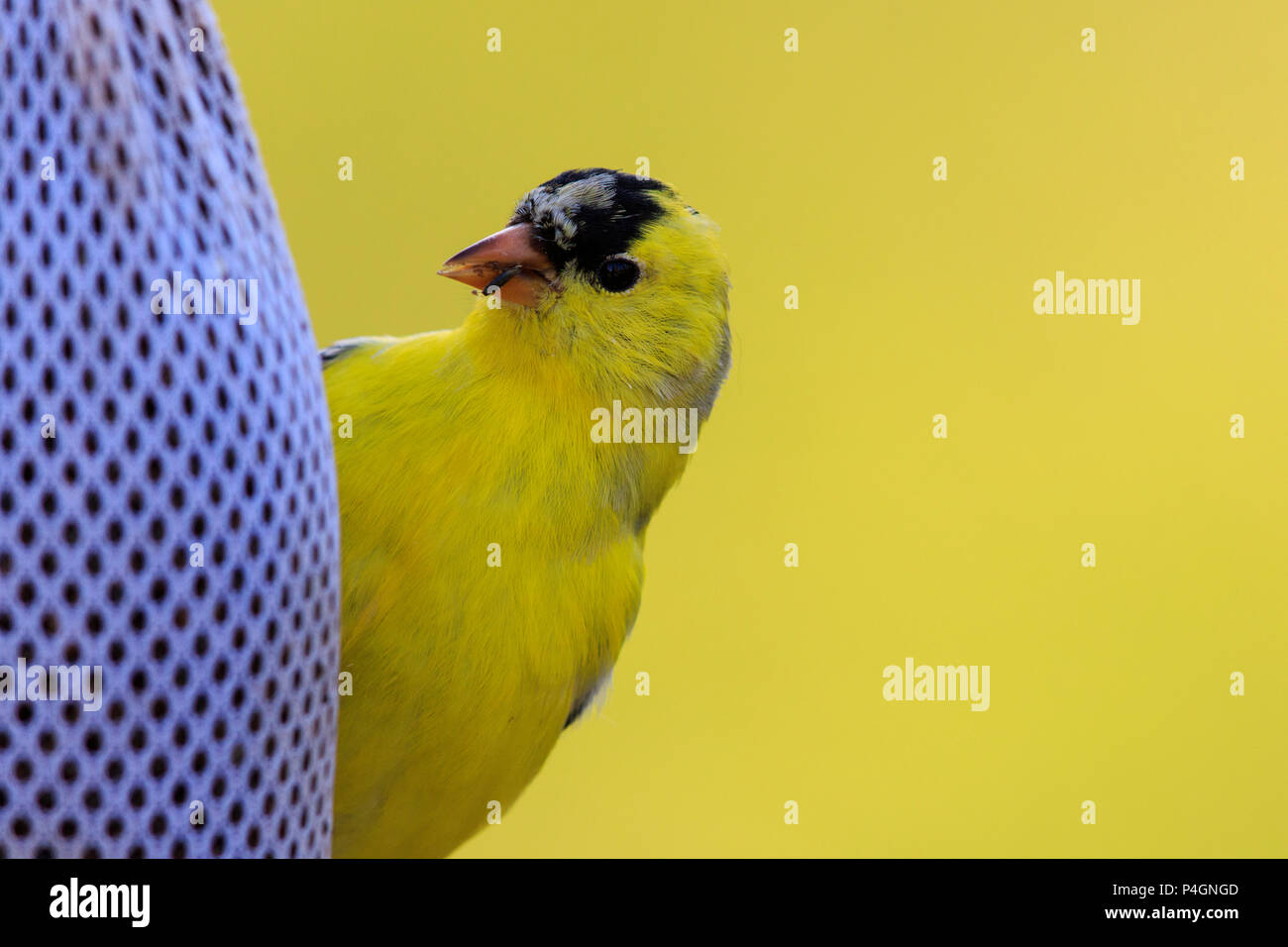 Cardellino (Spinus tristis) su thistle seme alimentatore. Foto Stock