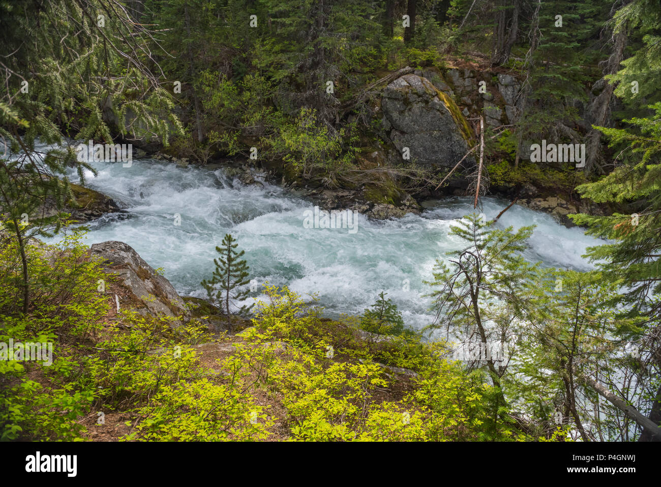 Il selvaggio e Scenic Lostine fiume nel Wallowa Whitman Foresta Nazionale di nord-est Oregon Foto Stock