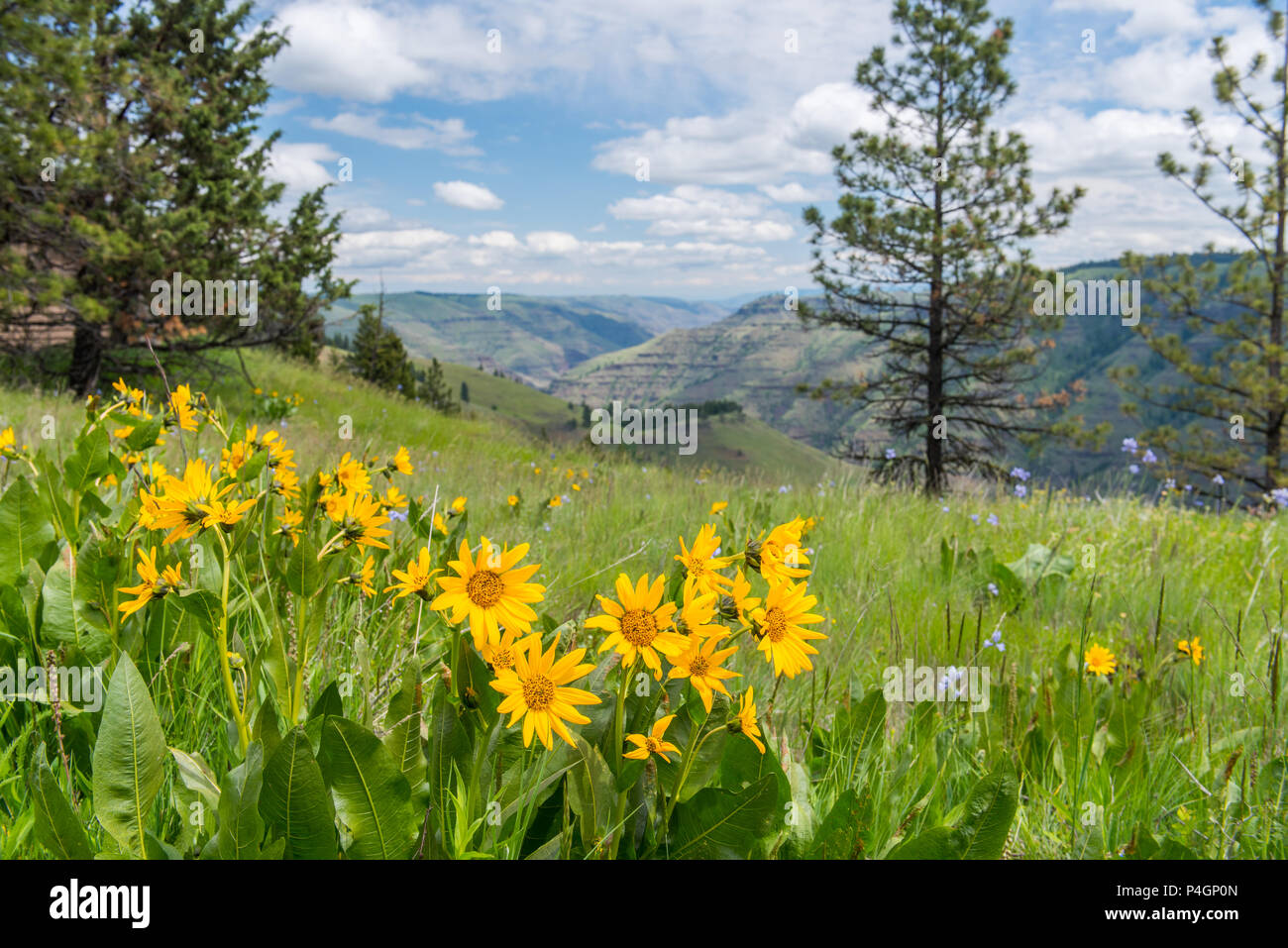 Fioritura di fiori di campo a Giuseppe Creek Canyon si affacciano nella zona nord-est di Oregon, ex home inverno del Chief Joseph banda dei Nez Perce. Foto Stock