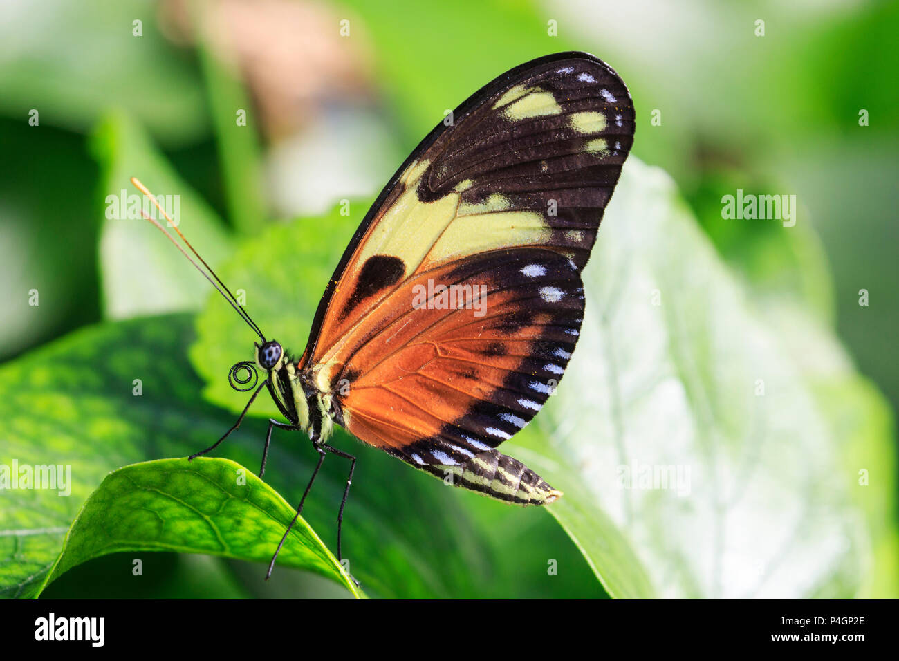 Portalettere butterfly (Heliconius melpomene :) Foto Stock