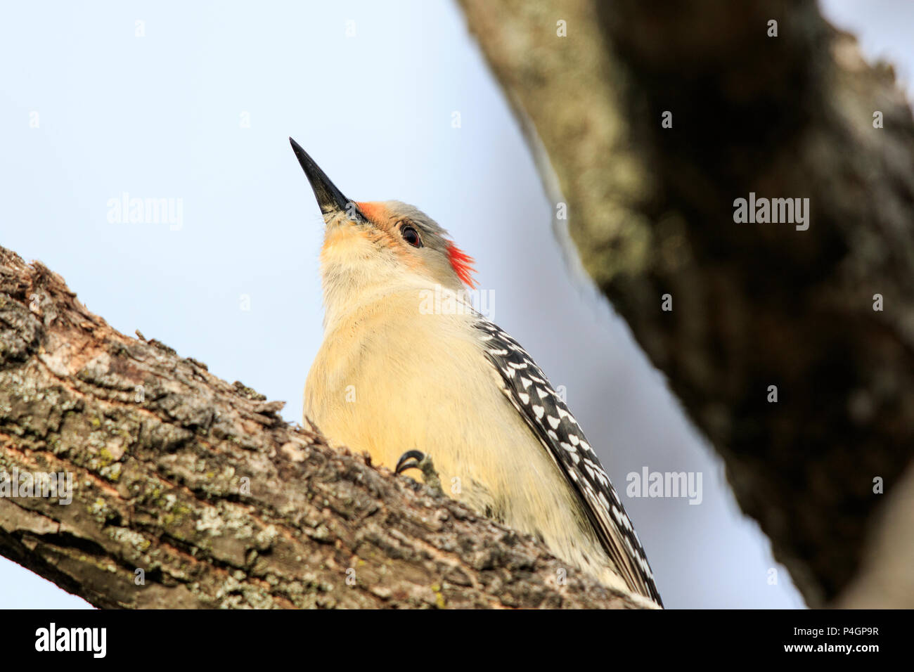 Rosso-Picchio panciuto (Melanerpes carolinus) Foto Stock