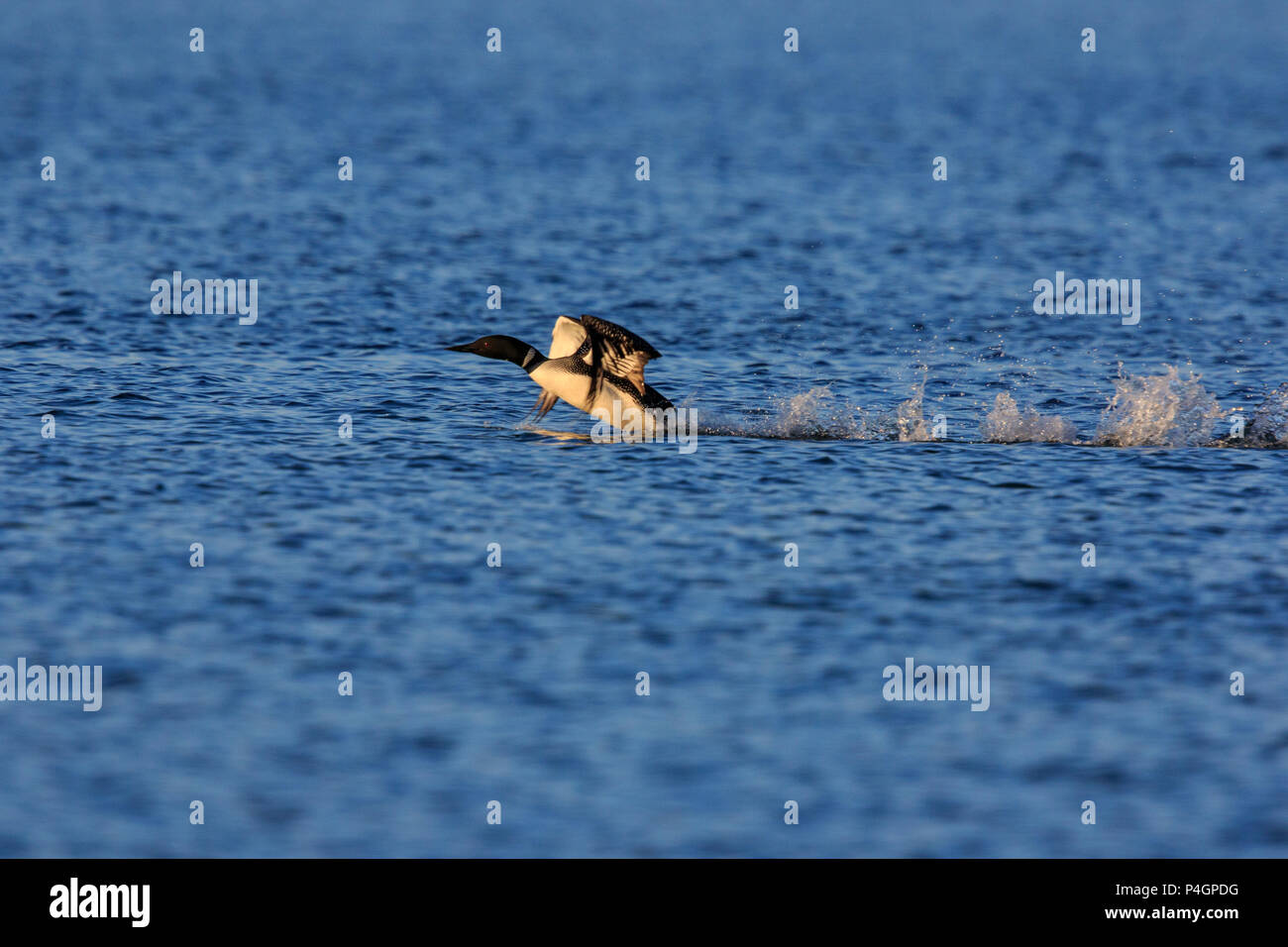 Loon comune ( Gavia immer) prendendo il largo. Foto Stock