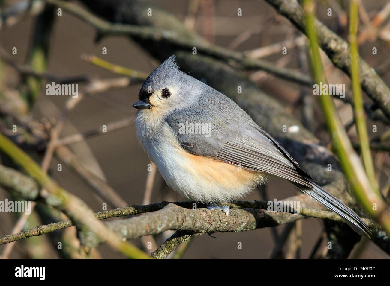 Cincia tufted (Baeolophus bicolore) in spazzola Foto Stock
