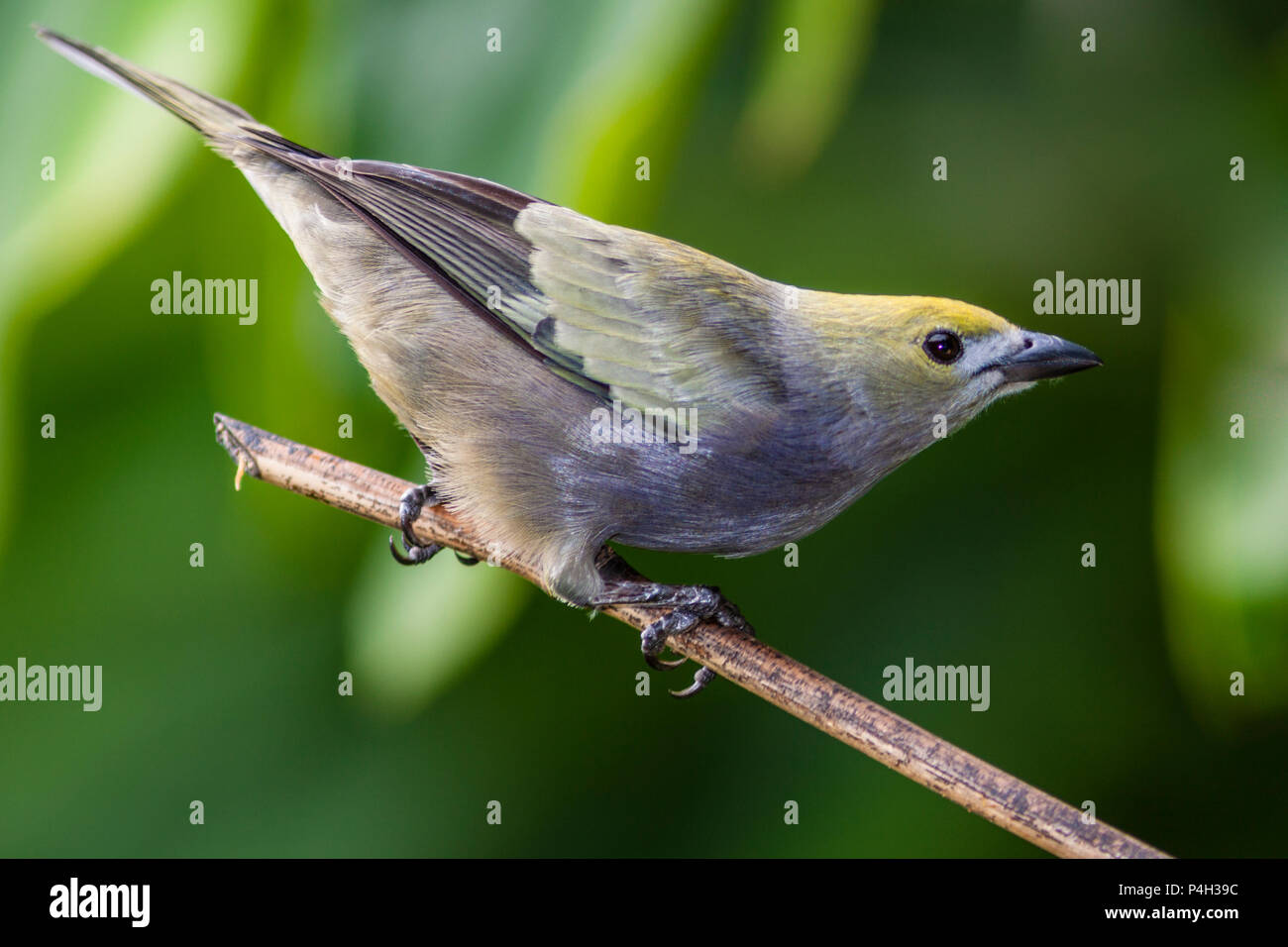 Palm Tanager, Thraupis palmarum, in Costa Rica. Foto Stock