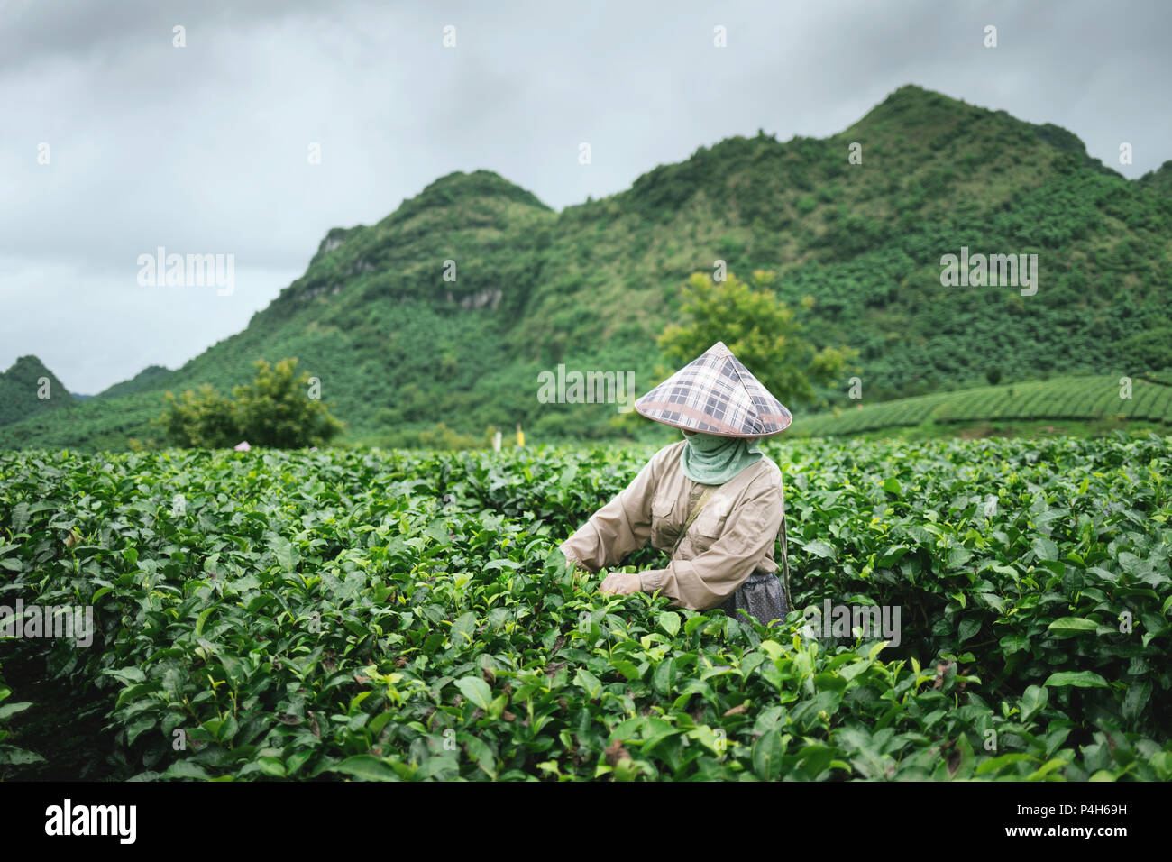 Il red tea garden Foto Stock