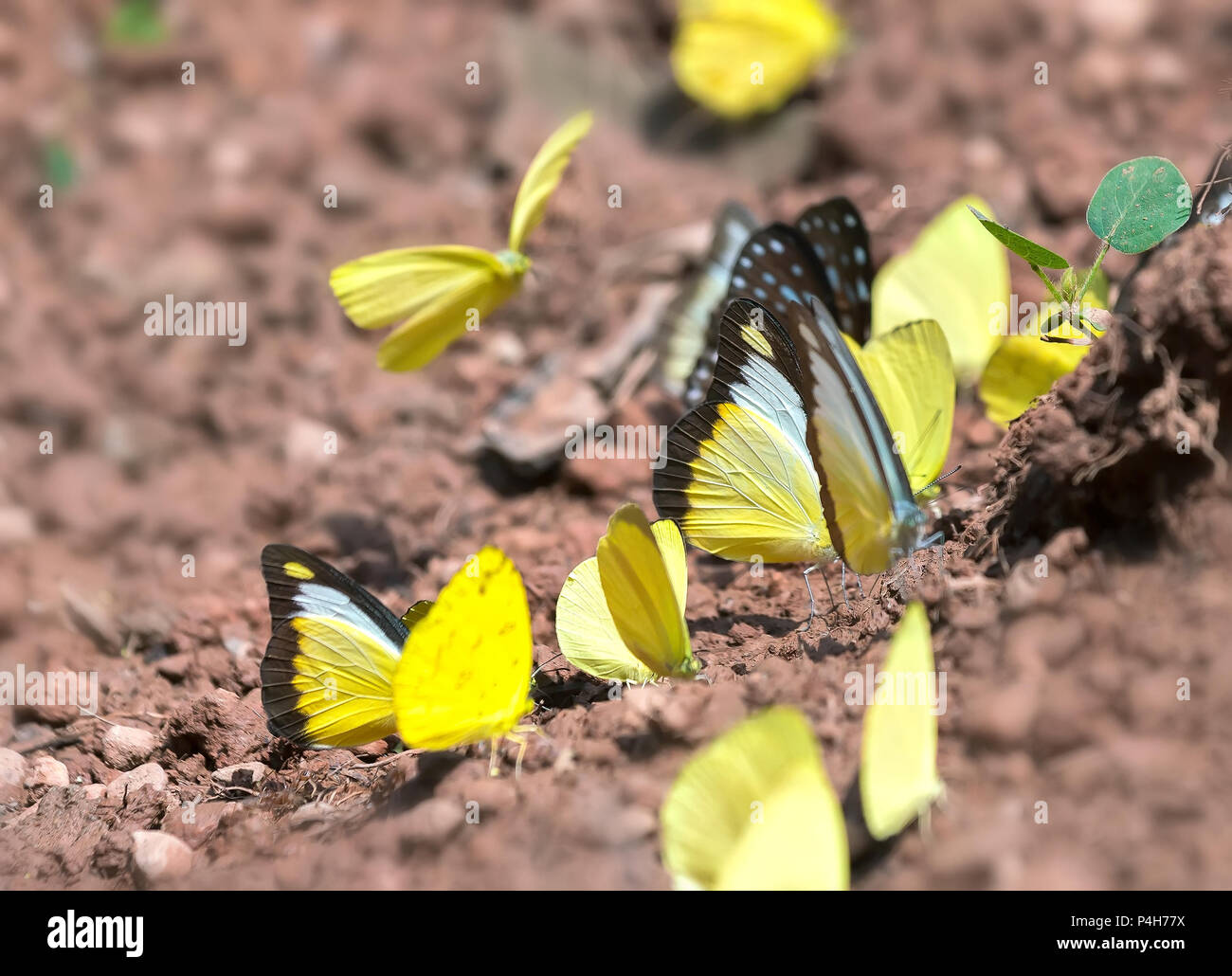 Gruppo di farfalle colorate sono sotto il terreno per assorbire l'acqua e cercare cibo, questo è l'insetto formato da profonda pupa in natura. Foto Stock