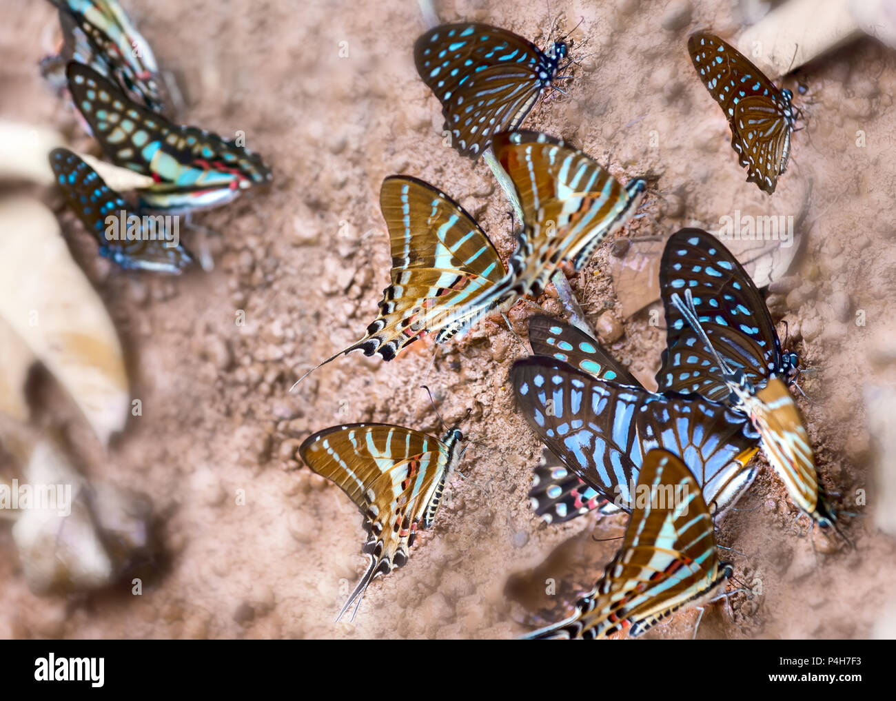 Gruppo di farfalle colorate sono sotto il terreno per assorbire l'acqua e cercare cibo, questo è l'insetto formato da profonda pupa in natura. Foto Stock