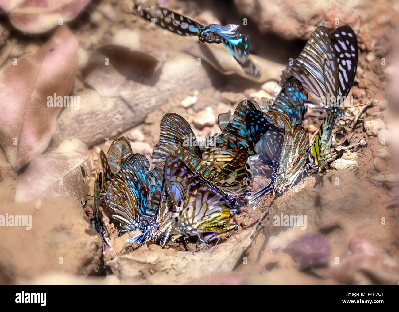 Gruppo di farfalle colorate sono sotto il terreno per assorbire l'acqua e cercare cibo, questo è l'insetto formato da profonda pupa in natura. Foto Stock