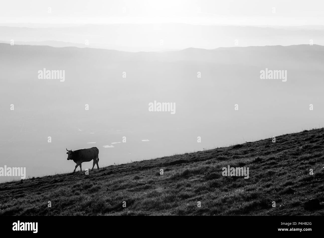 Vacche che pascolano su una montagna al tramonto, con la nebbia sulla valle sottostante Foto Stock