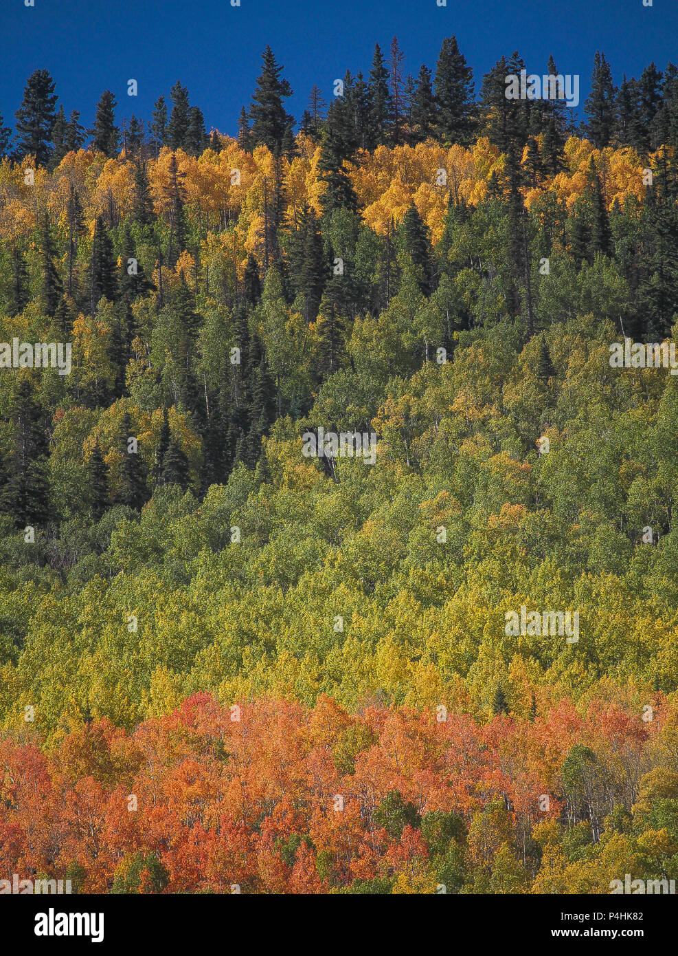 Colori autunnali a sudovest del Colorado Foto Stock