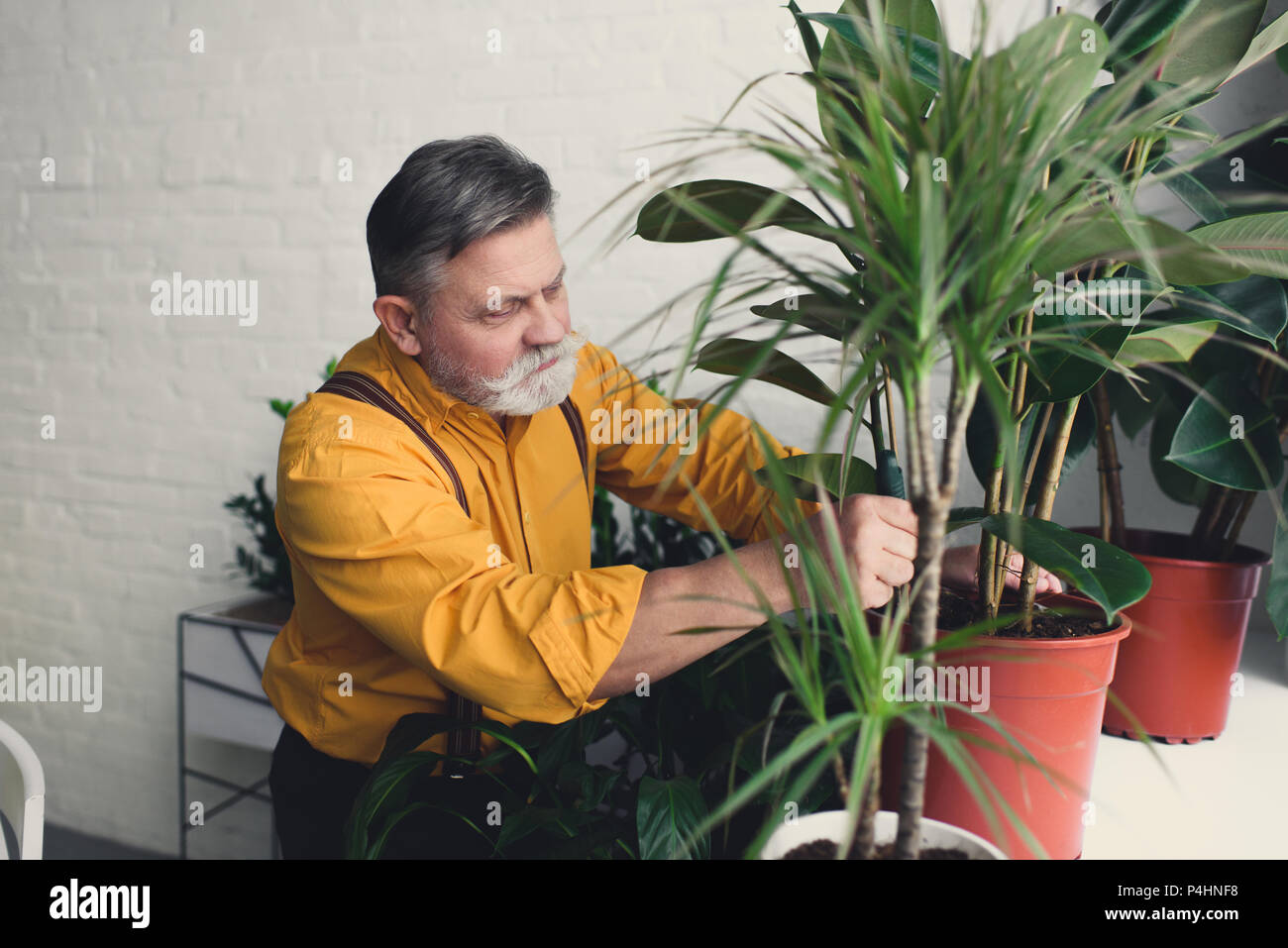 Barbuto maschio senior giardiniere piantare piante verdi a casa Foto Stock